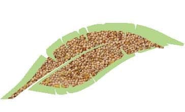 Cocorite Mix Kg.1 in Mangime Taliachicce.it - Milazzo, commercioVirtuoso.it