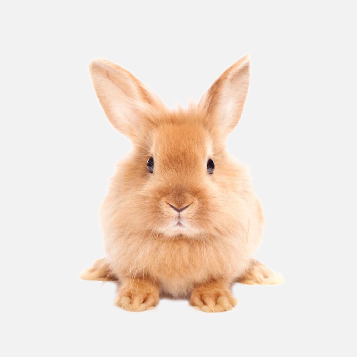 Prodotti per Piccoli Animali