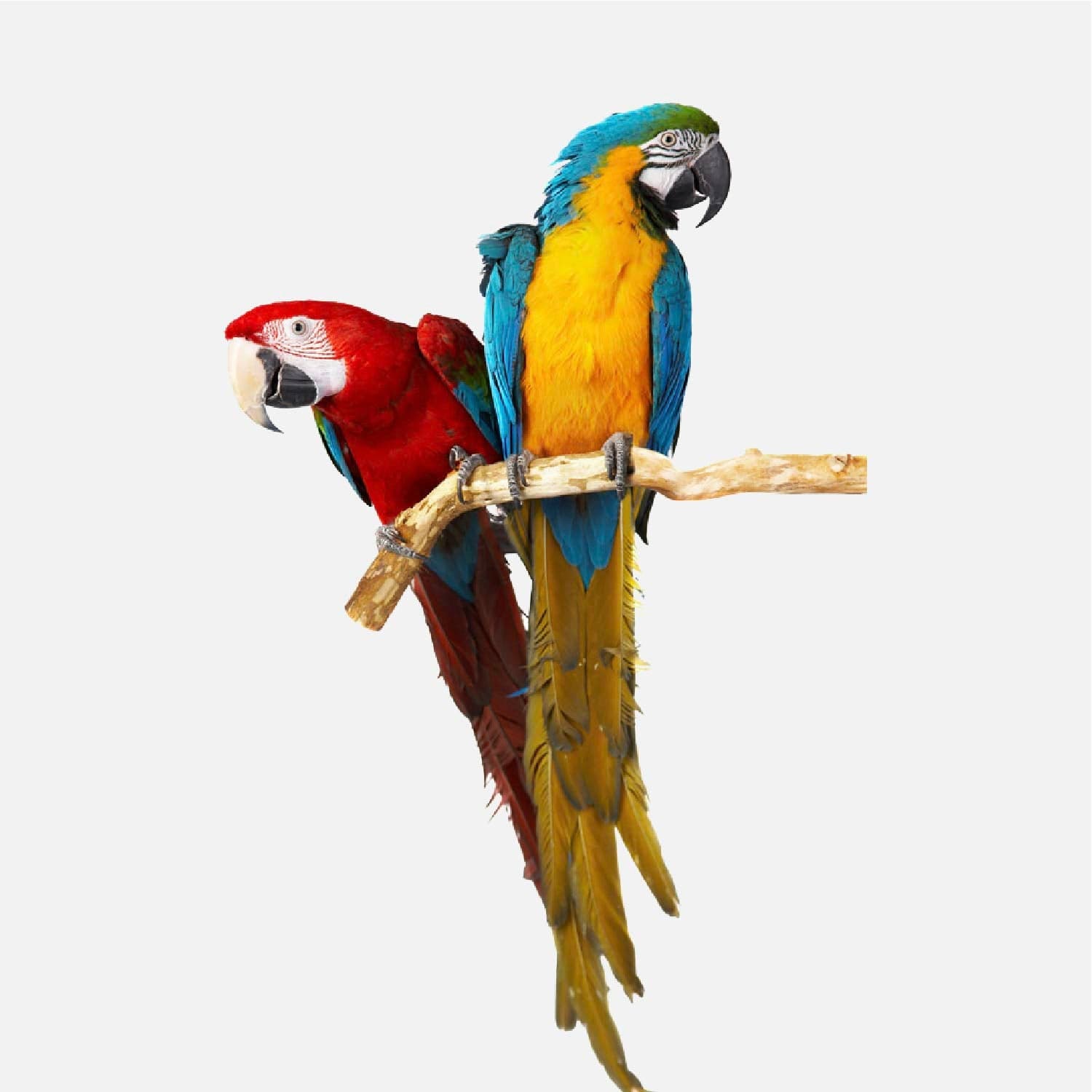 Prodotti per Uccelli