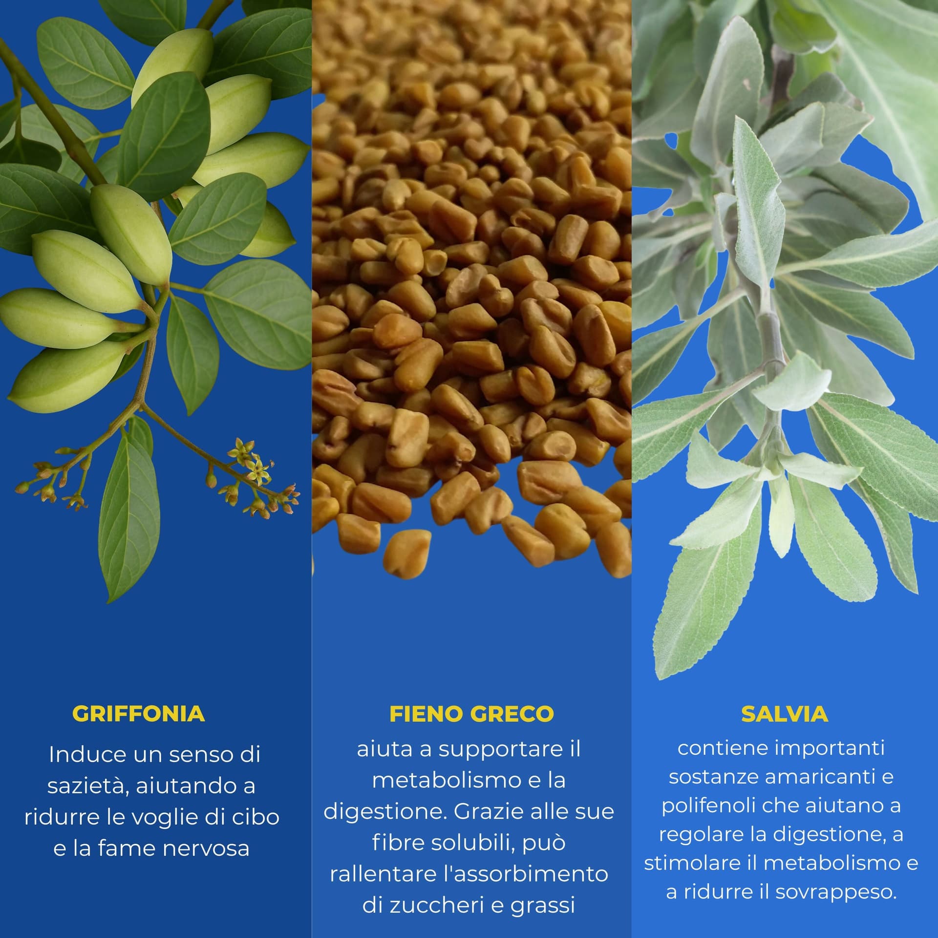 Brucia Grassi Notturno con Griffonia e Melatonina – Integratore Keto per il Metabolismo Attivo e Sonno Rilassante - Ideale per la Dieta Chetogenica | Keto Notte AlohaLabs 60 Compresse in 7 Keto DHEA BasketGuru Italia - Palermo, commercioVirtuoso.it