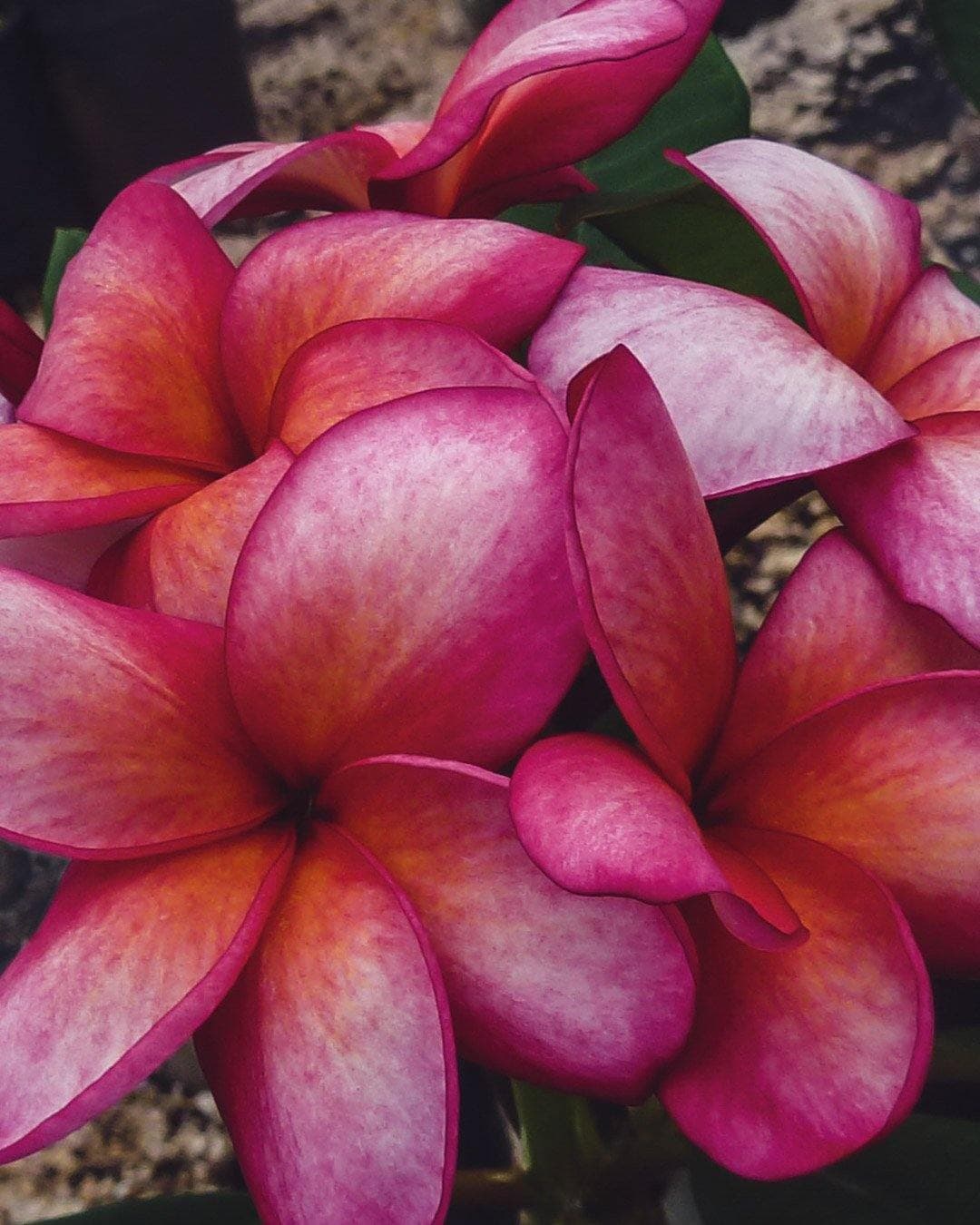 Plumeria "Monet" rosa-gialla-bianca (Frangipani, Pomelia) Pianta da Fiore Tropicale in Vaso Giardino e giardinaggio/Giardinaggio/Piante da esterno/Fiori Maxbest Plants - Messina, Commerciovirtuoso.it