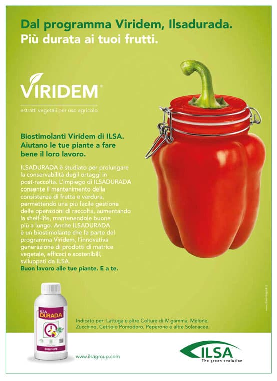 Biostimolante per frutteti ed ortaggi "ILSA DURADA" a base di idrolizzato enzimatico Fabaceae 1 lt Giardino e giardinaggio/Giardinaggio/Fertilizzanti e concimi/Fertilizzanti per vegetali La Zappa - Altamura, Commerciovirtuoso.it