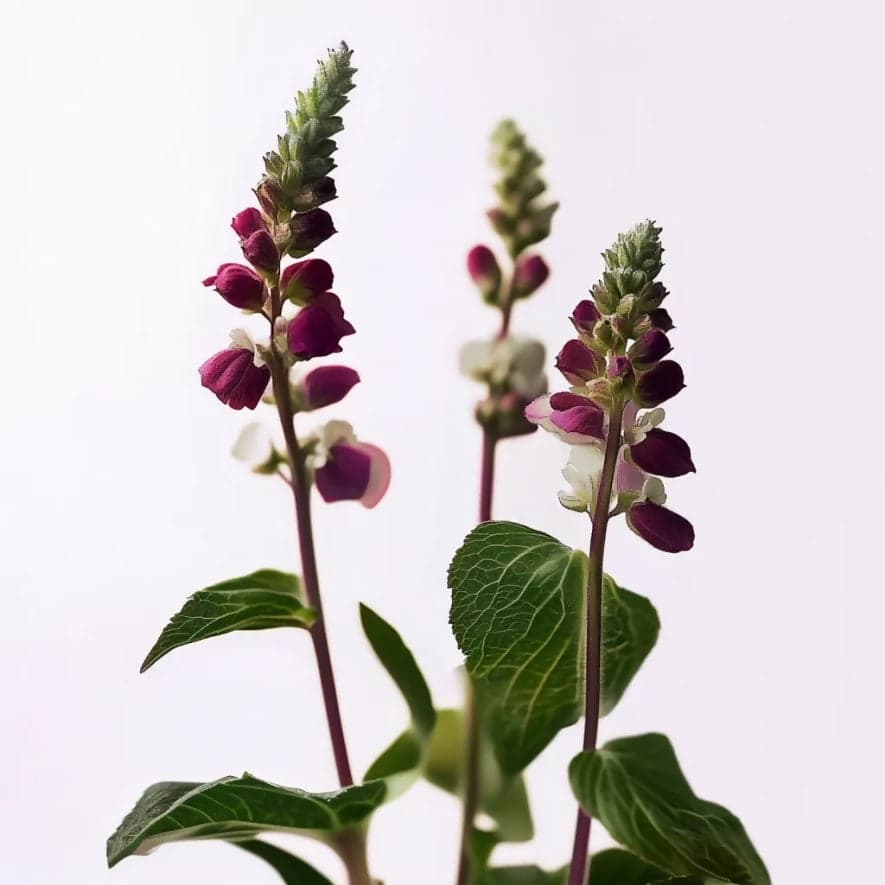 Balsamo Idratante Insight Anti-Frizz – Condizionante Nutriente per Capelli Crespi e Secchi, con Amaranto e Semi di Lino, Capelli Morbidi e Luminosi in Balsami ad azione profonda e trattamenti Ricci Perfetti - Partinico, commercioVirtuoso.it