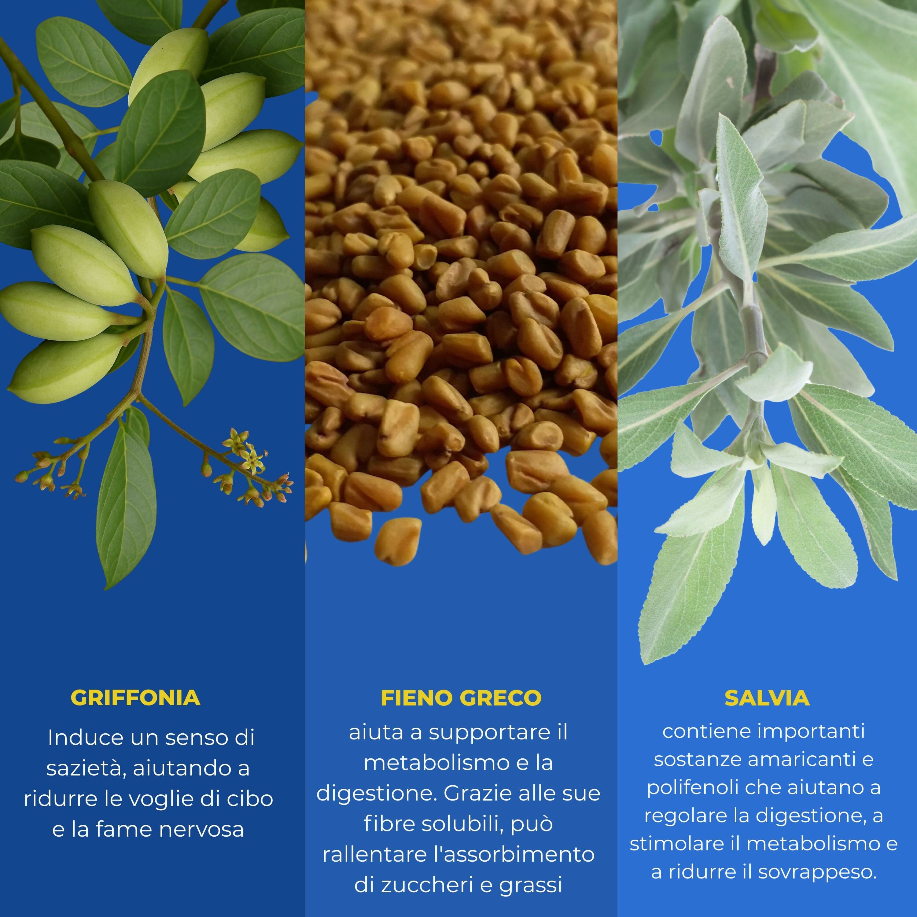 Brucia Grassi Notturno con Griffonia e Melatonina – Integratore Keto per il Metabolismo Attivo e Sonno Rilassante - Ideale per la Dieta Chetogenica | Keto Notte AlohaLabs 60 Compresse in Bruciatori di grasso BasketGuru Italia - Palermo, commercioVirtuoso.it