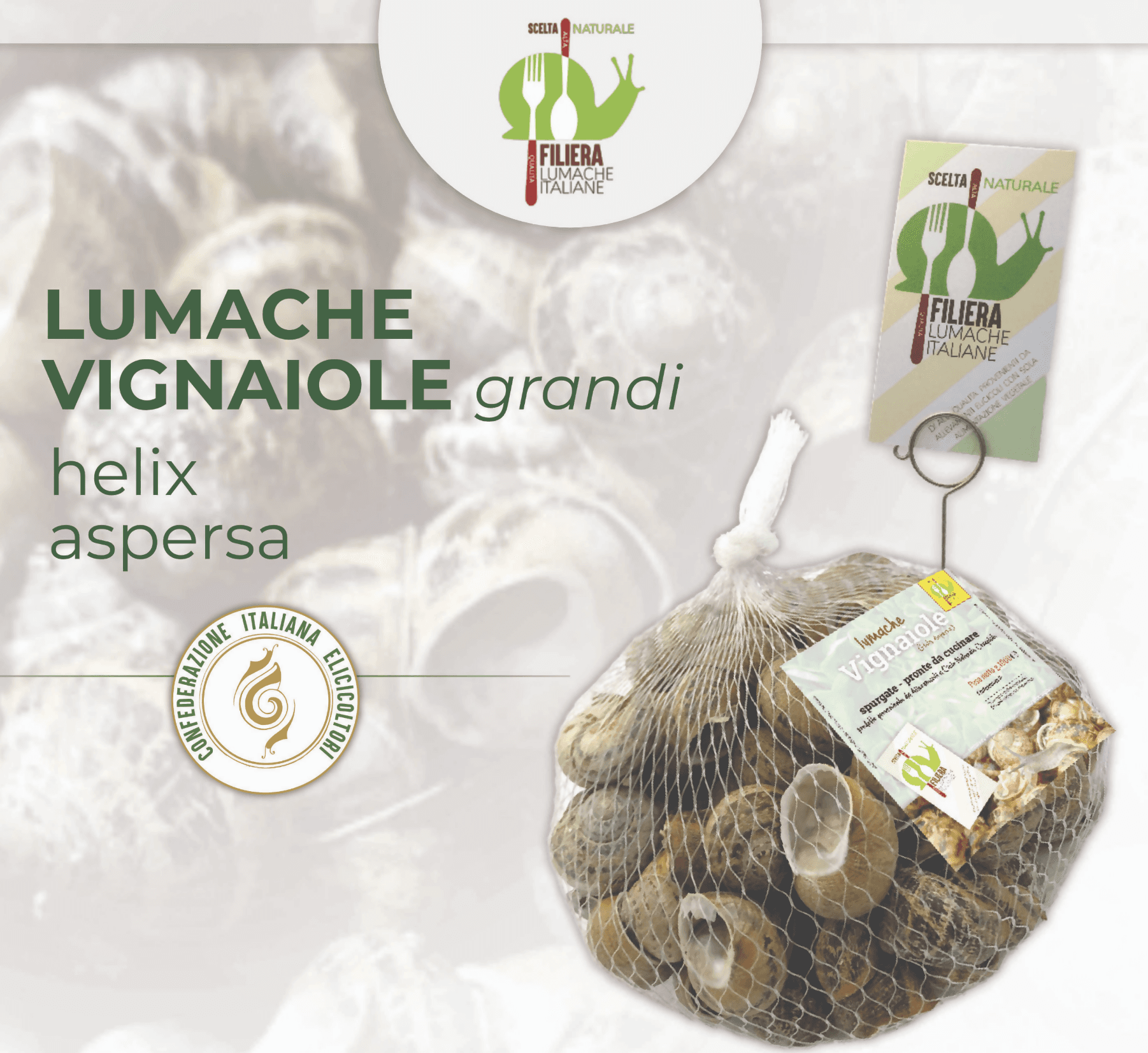 Lumache Vignaiole Italiane da Gastronomia HELIX ASPERSA Spurgate Pronte da Cucinare 100% Italiane in Lumache Coclè - Piana di Monte Verna, commercioVirtuoso.it