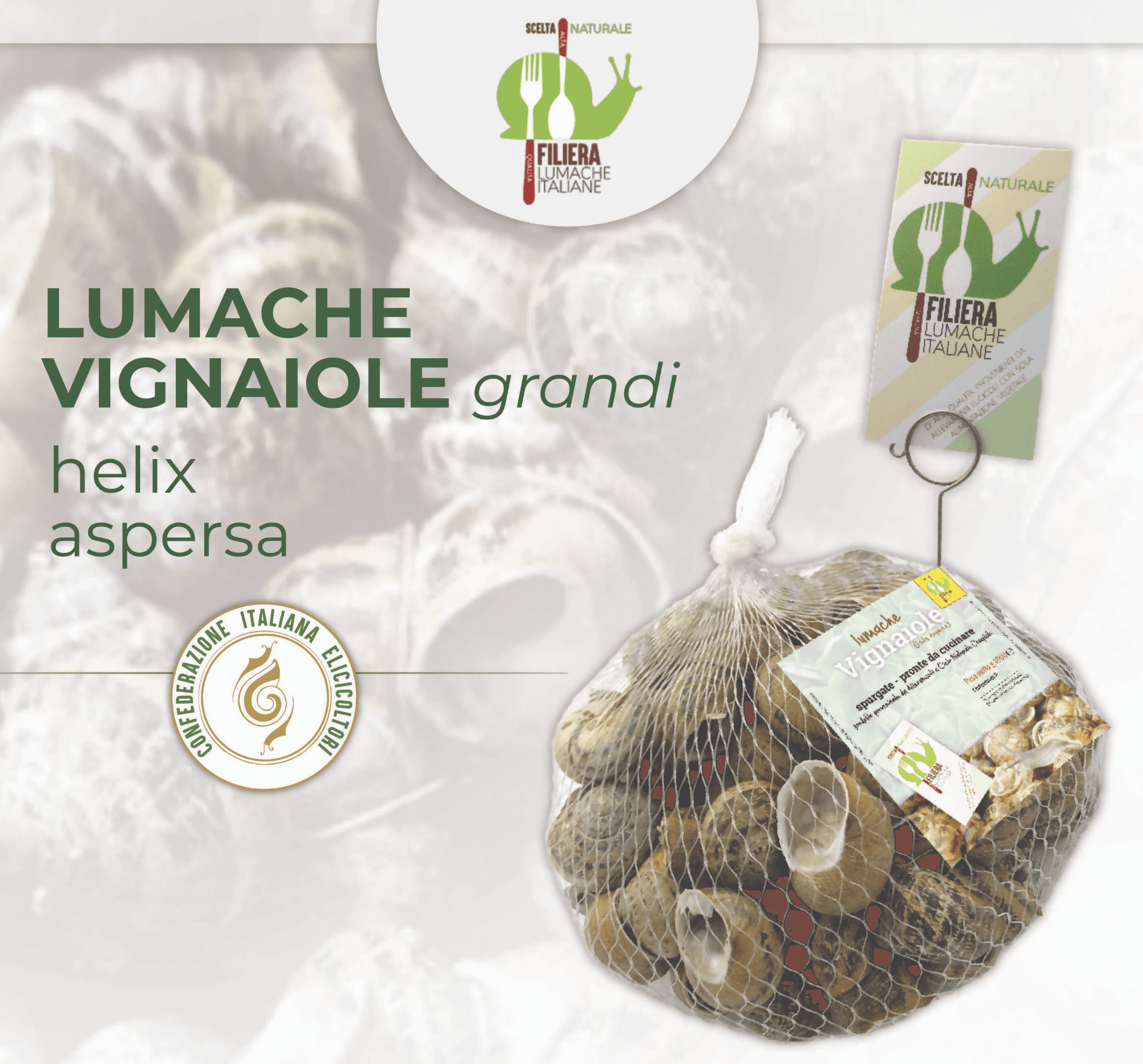 Lumache Vignaiole Italiane da Gastronomia HELIX ASPERSA Spurgate Pronte da Cucinare 100% Italiane in Lumache Coclè - Piana di Monte Verna, commercioVirtuoso.it