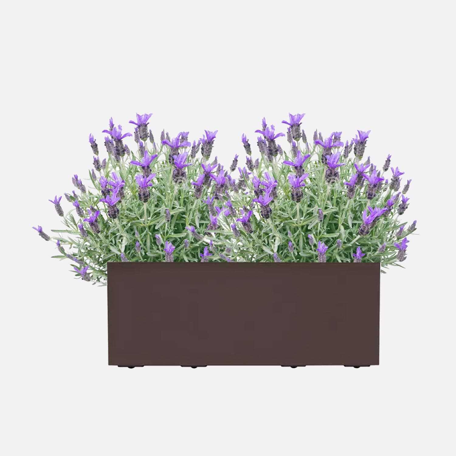 Offerte in Giardino e Giardinaggio