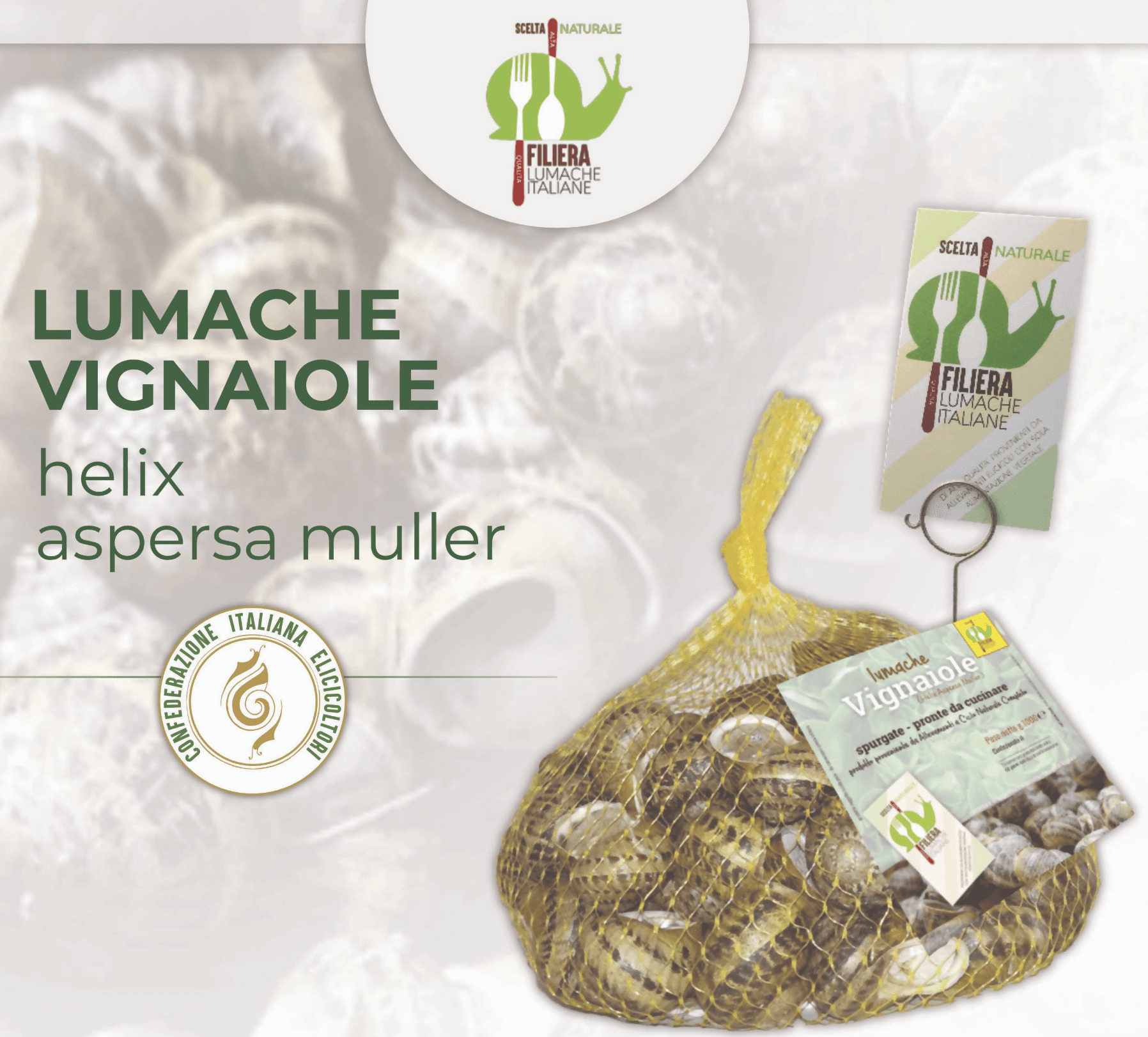 Lumache Vignaiole Grandi HELIX ASPERSA MULLER Spurgate Pronte da Cucinare 100% Italiane in Lumache Coclè - Piana di Monte Verna, commercioVirtuoso.it