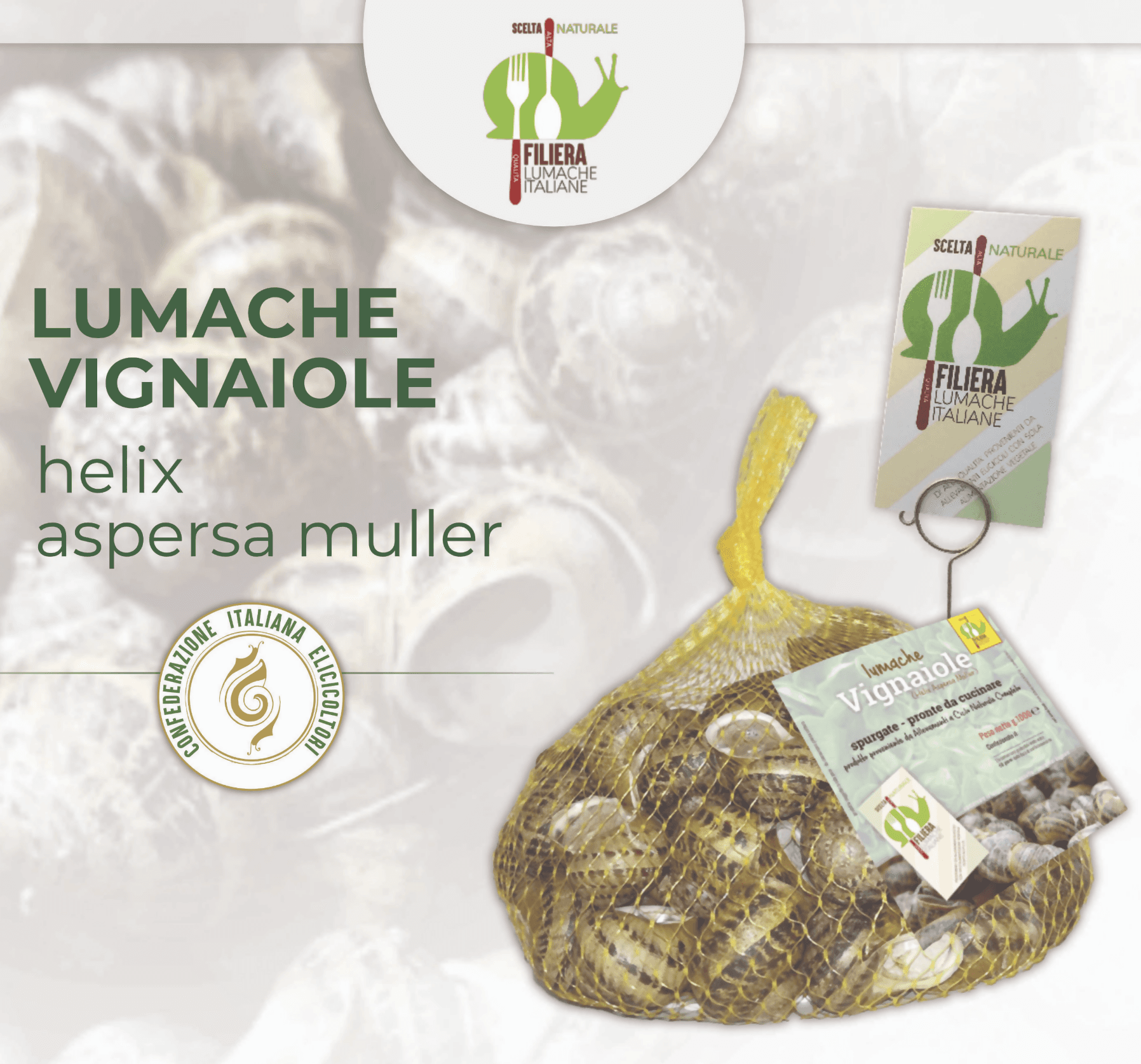 Lumache Vignaiole Grandi HELIX ASPERSA MULLER Spurgate Pronte da Cucinare 100% Italiane in Lumache Coclè - Piana di Monte Verna, commercioVirtuoso.it