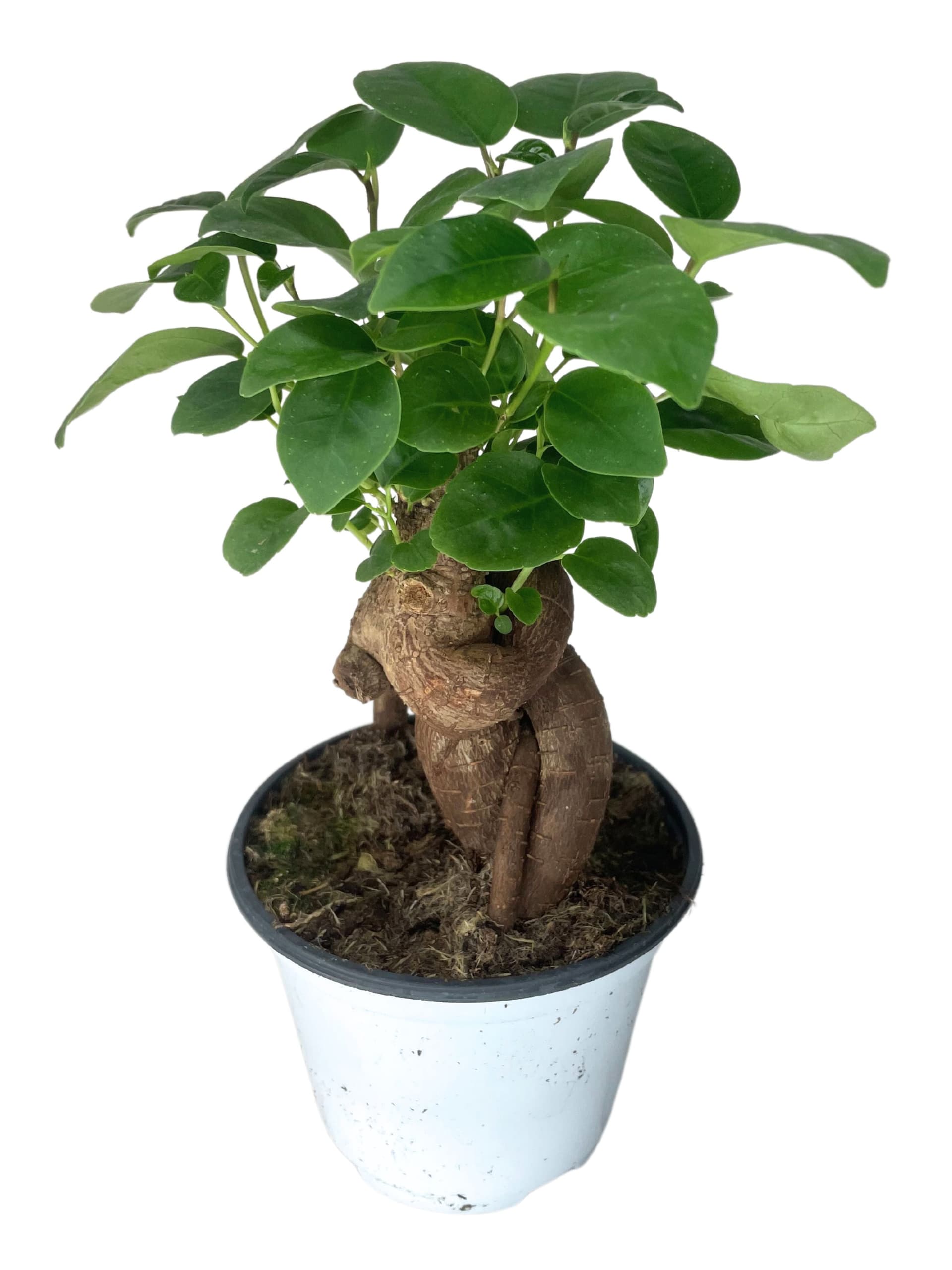 Dove acquistare Bonsai da interni online?