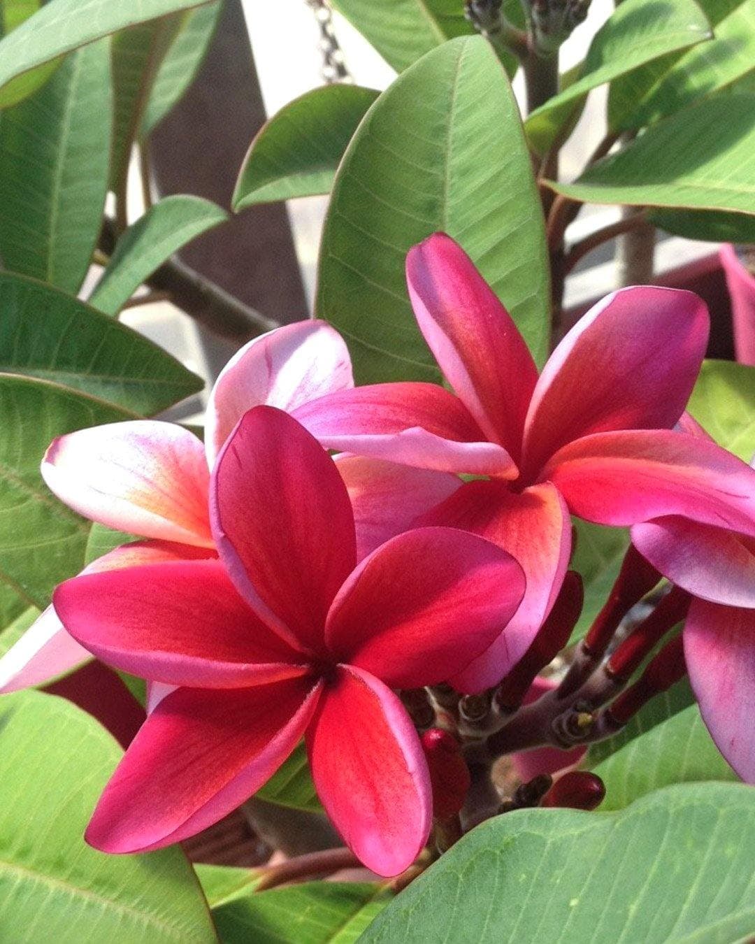 Plumeria "Cabaret" rossa (Frangipani, Pomelia)