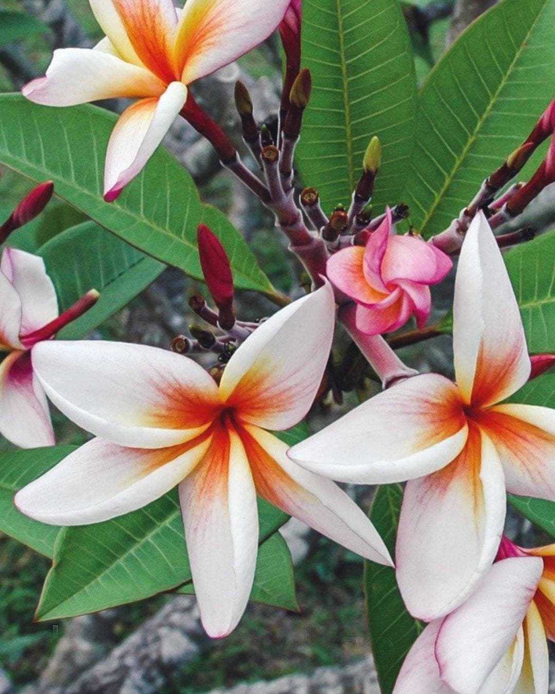 Plumeria "Bird of Paradise" arancione-bianca (Frangipani, Pomelia)