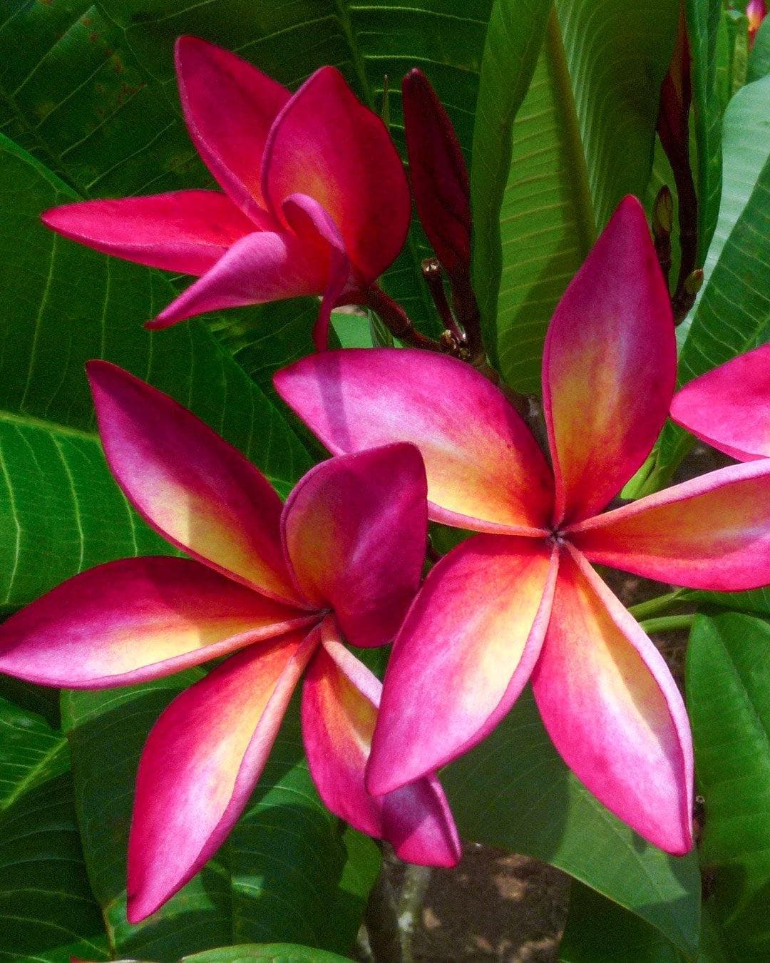 Plumeria "Enchanted" rosa-gialla (Frangipani, Pomelia)