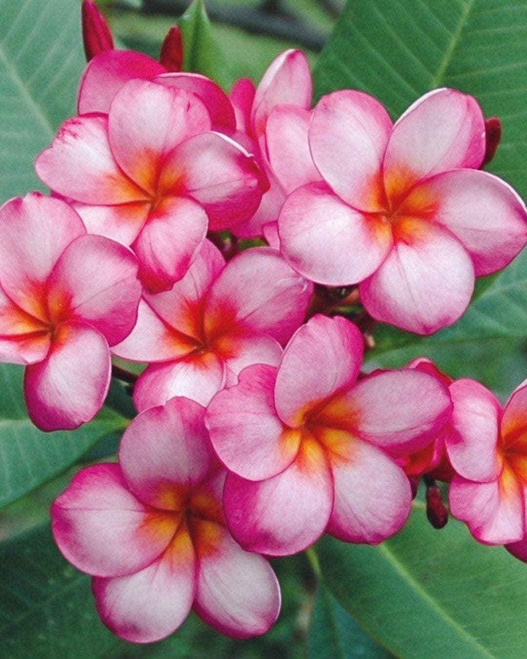 Plumeria "Pinwheel" rosa-bianca-gialla (Frangipani, Pomelia)