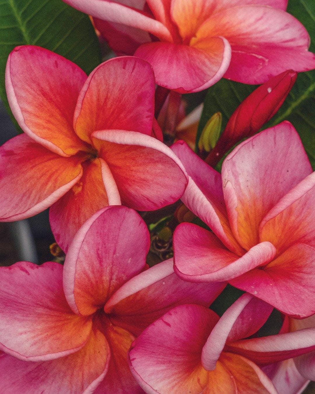 Plumeria "Pink Jack" rosa-arancione (Frangipani, Pomelia)