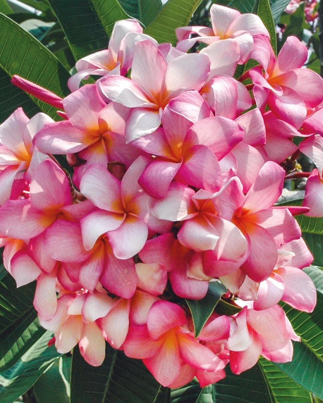 Plumeria "Pink Kiss" rosa-bianca (Frangipani, Pomelia)