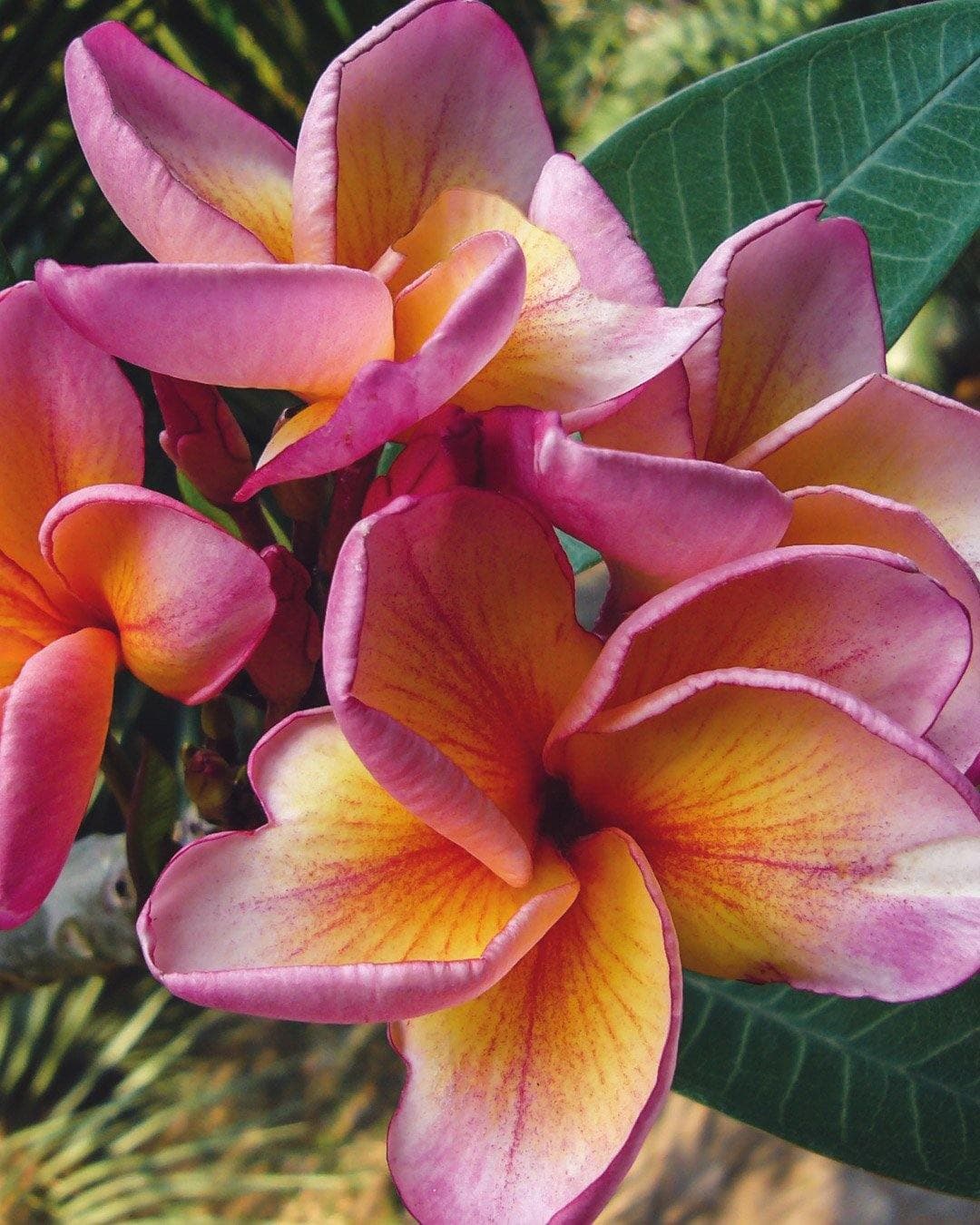Plumeria "Orotai" rosa-arancione (Frangipani, Pomelia)