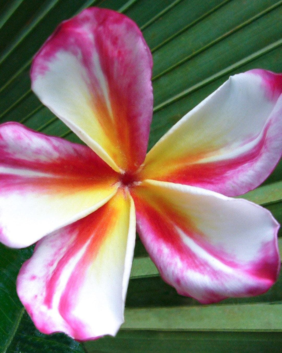 Plumeria "Amazing" rosa-bianca-gialla (Frangipani, Pomelia)
