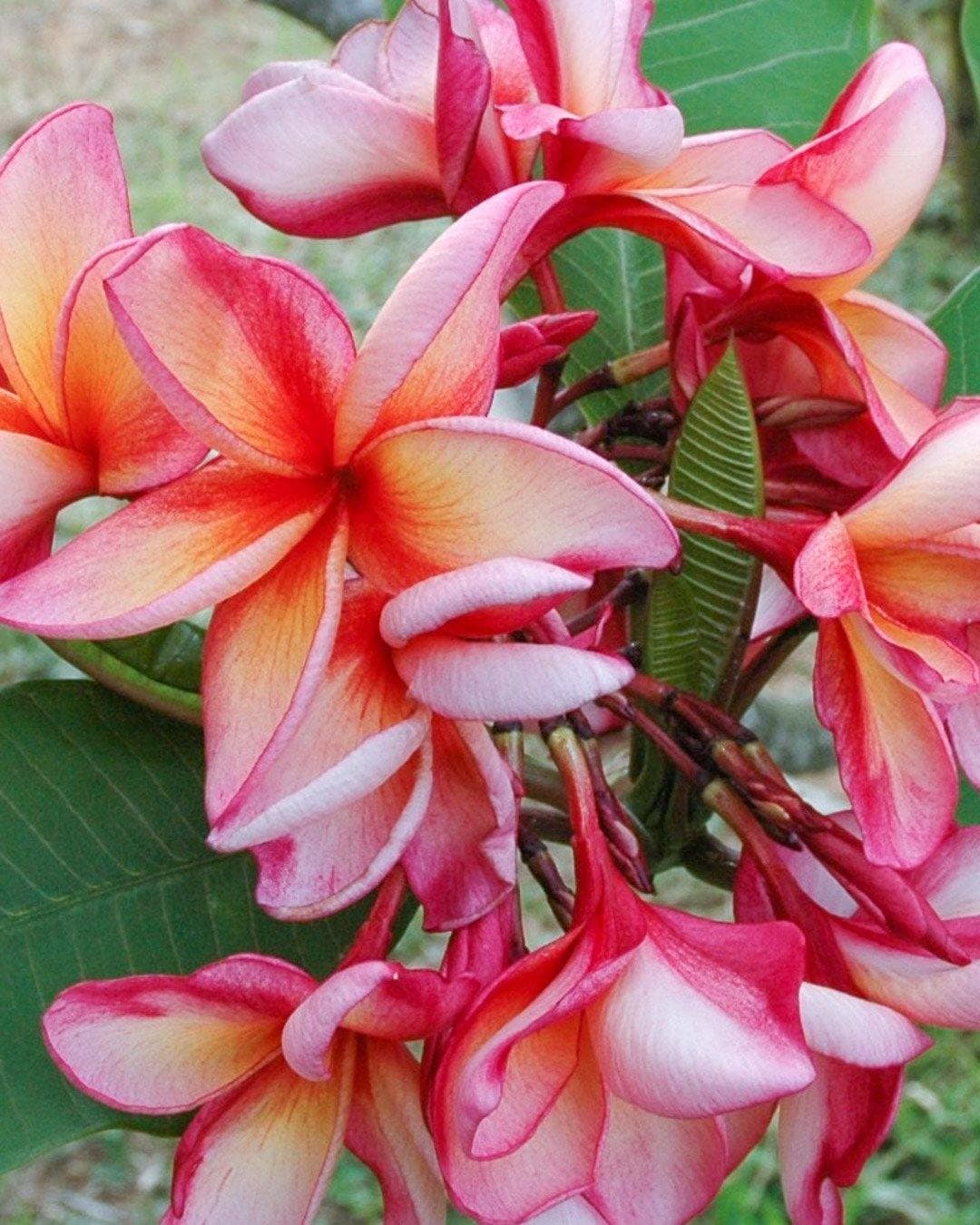 Plumeria "Artistry" rosa-bianca-arancione (Frangipani, Pomelia)