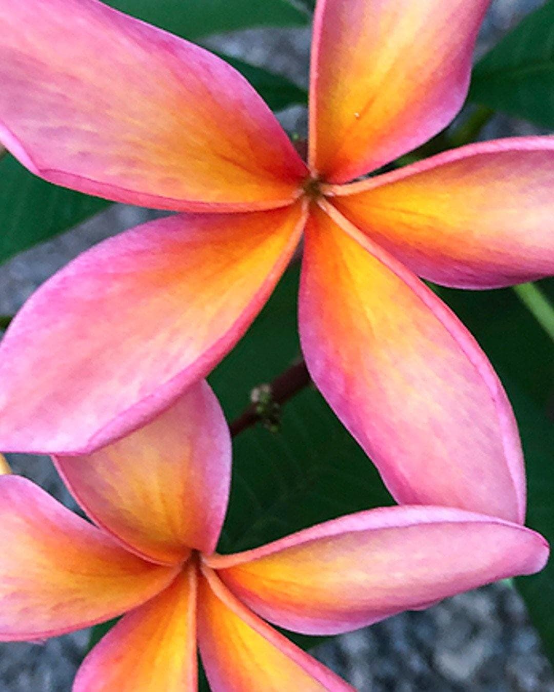 Plumeria "Sirocco" rosa-gialla (Frangipani, Pomelia)