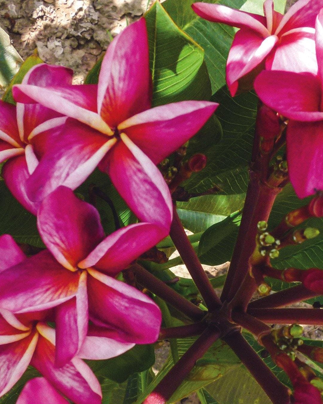 Plumeria "Zanzibar" rosa (Frangipani, Pomelia)