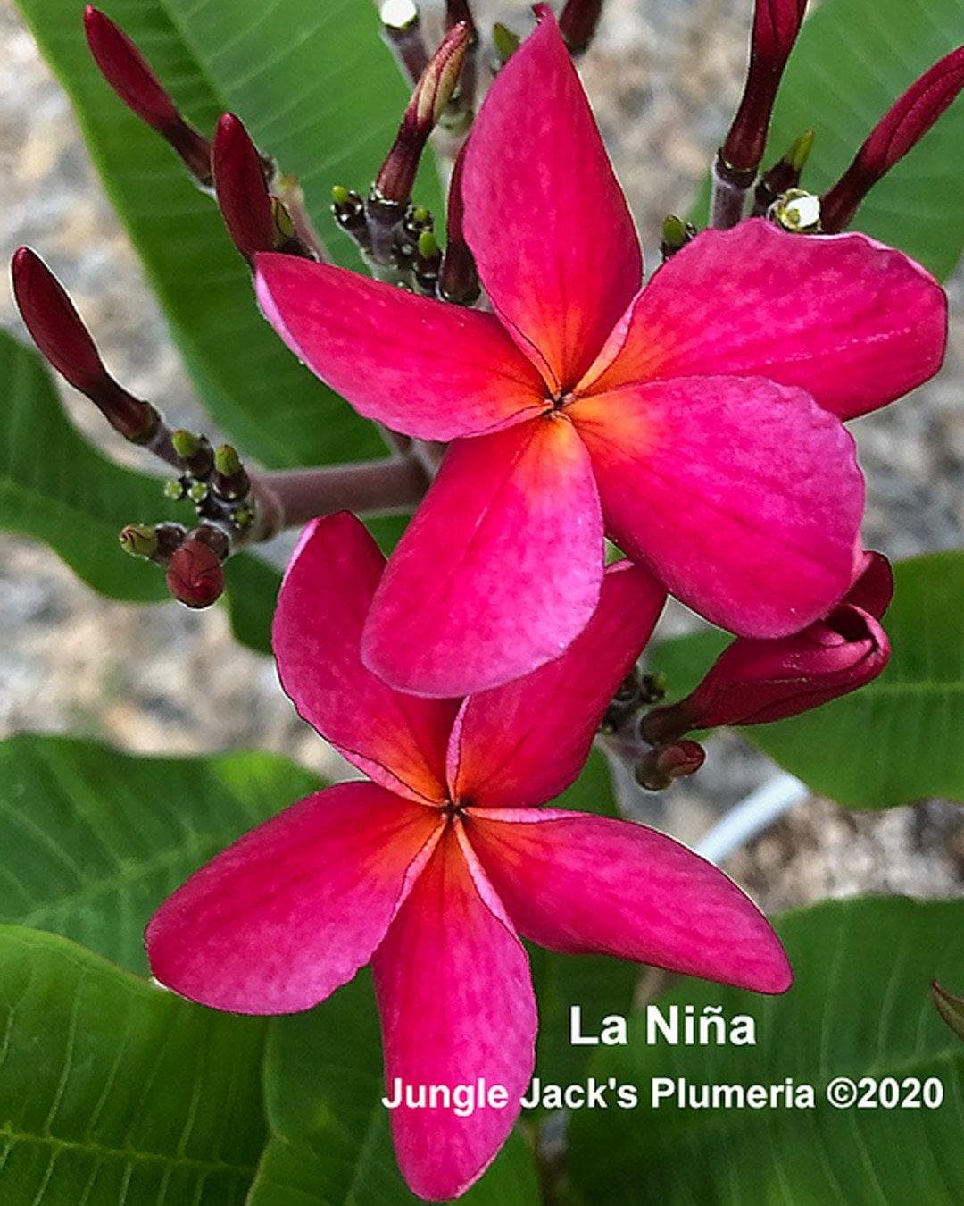 Plumeria "La Niña" gialla-rosa (Frangipani, Pomelia)