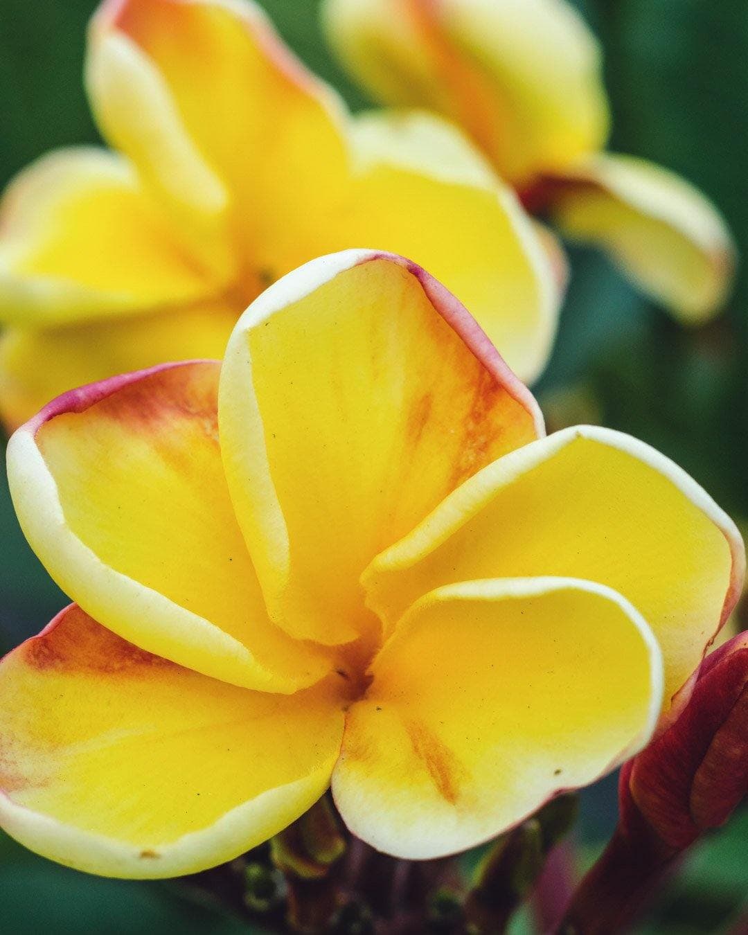 Plumeria "Yelnique" gialla (Frangipani, Pomelia)