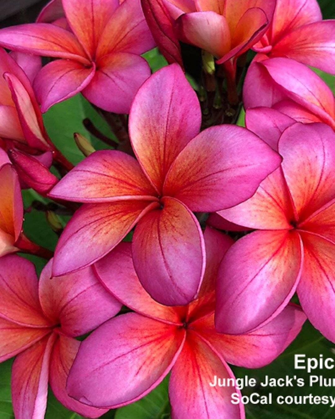 Plumeria "Epic" rosa-red (Frangipani, Pomelia)