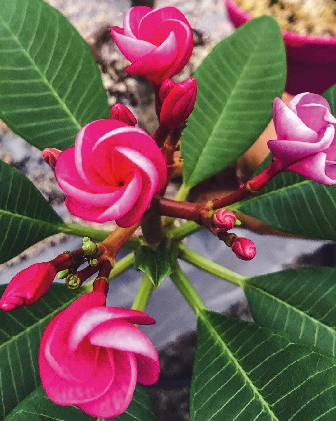 Plumeria "Rosebud" rosa (Frangipani, Pomelia)