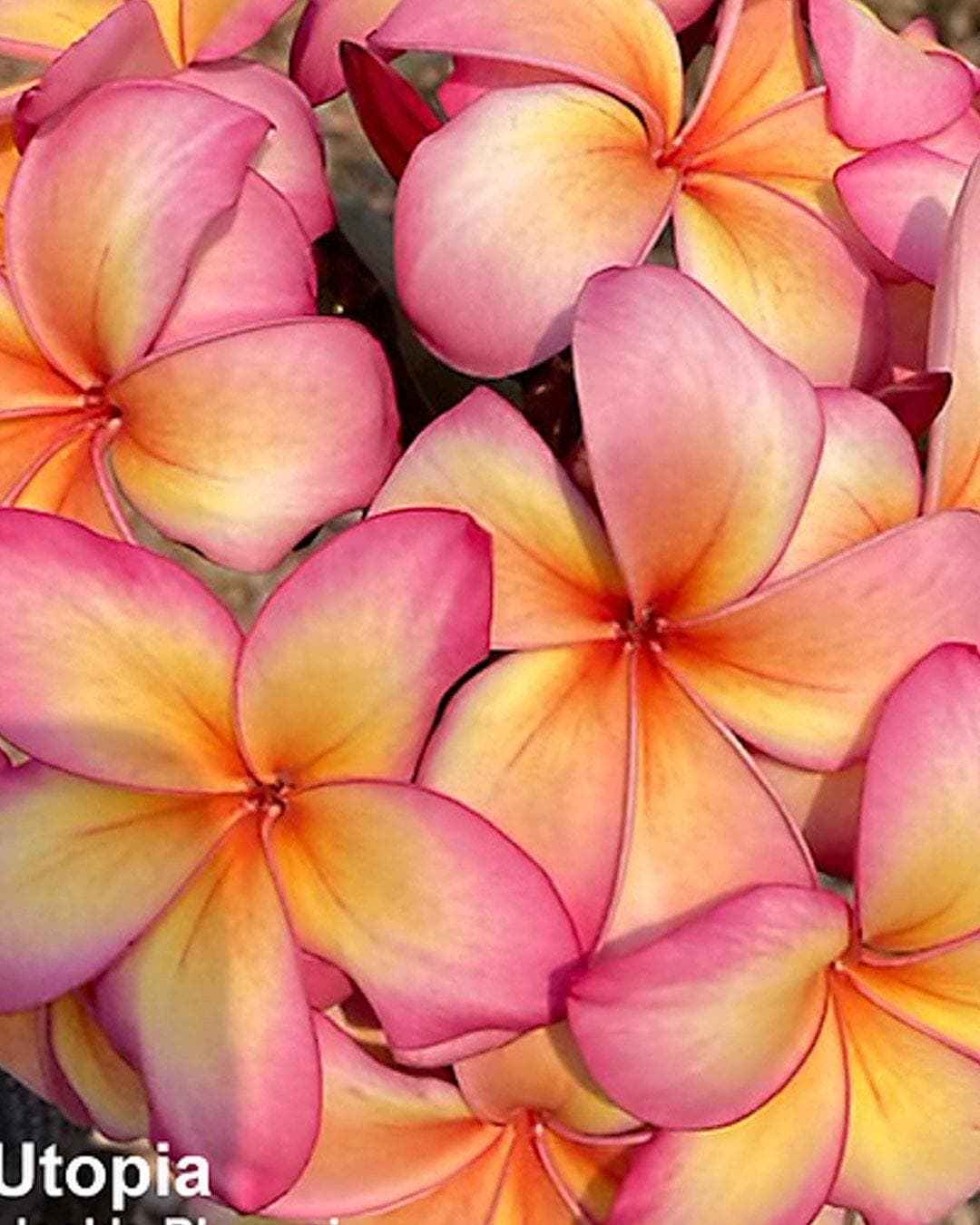 Plumeria "Utopia" rosa-gialla (Frangipani, Pomelia)