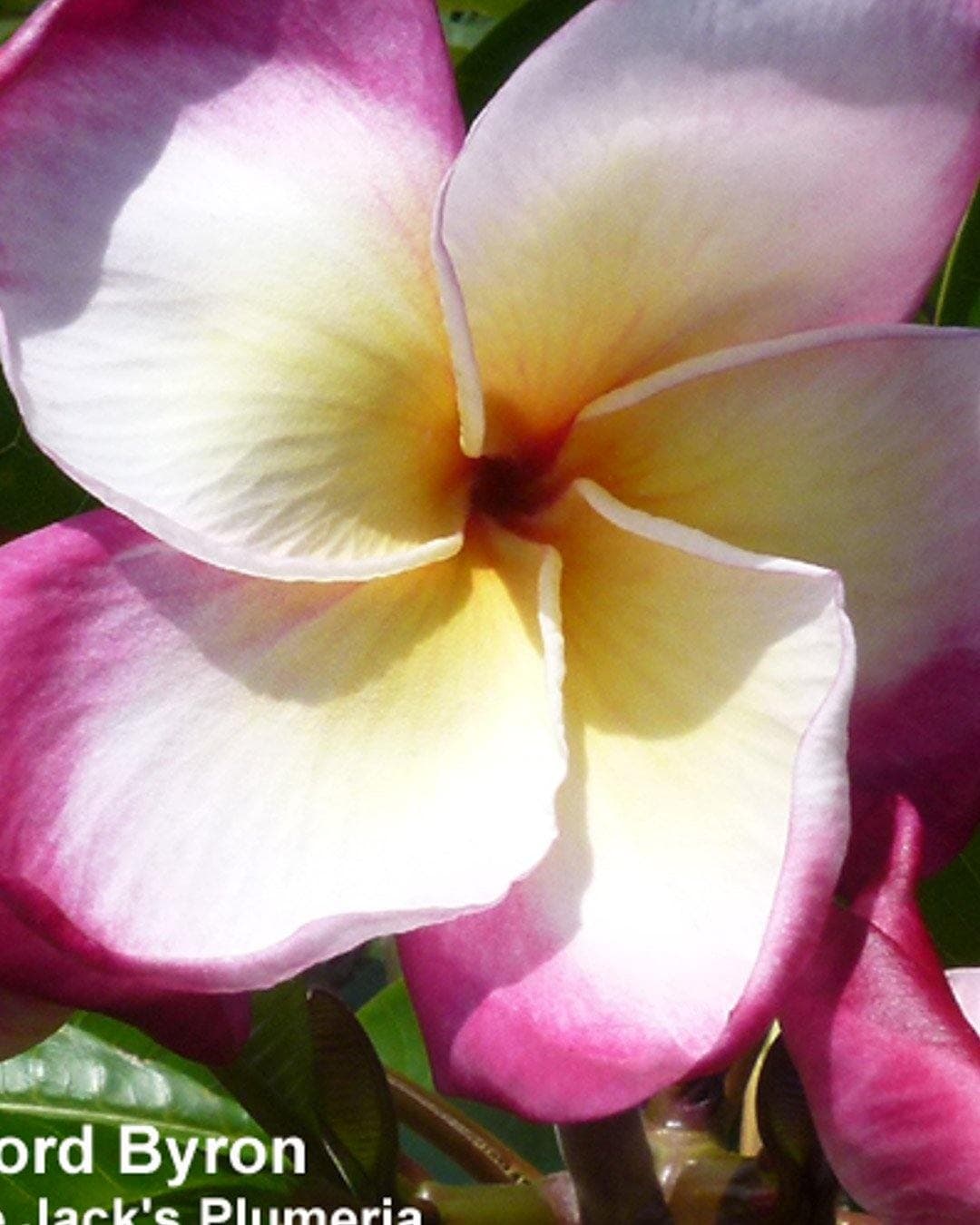 Plumeria "Lord Byron" gialla-rosa-bianca (Frangipani, Pomelia)