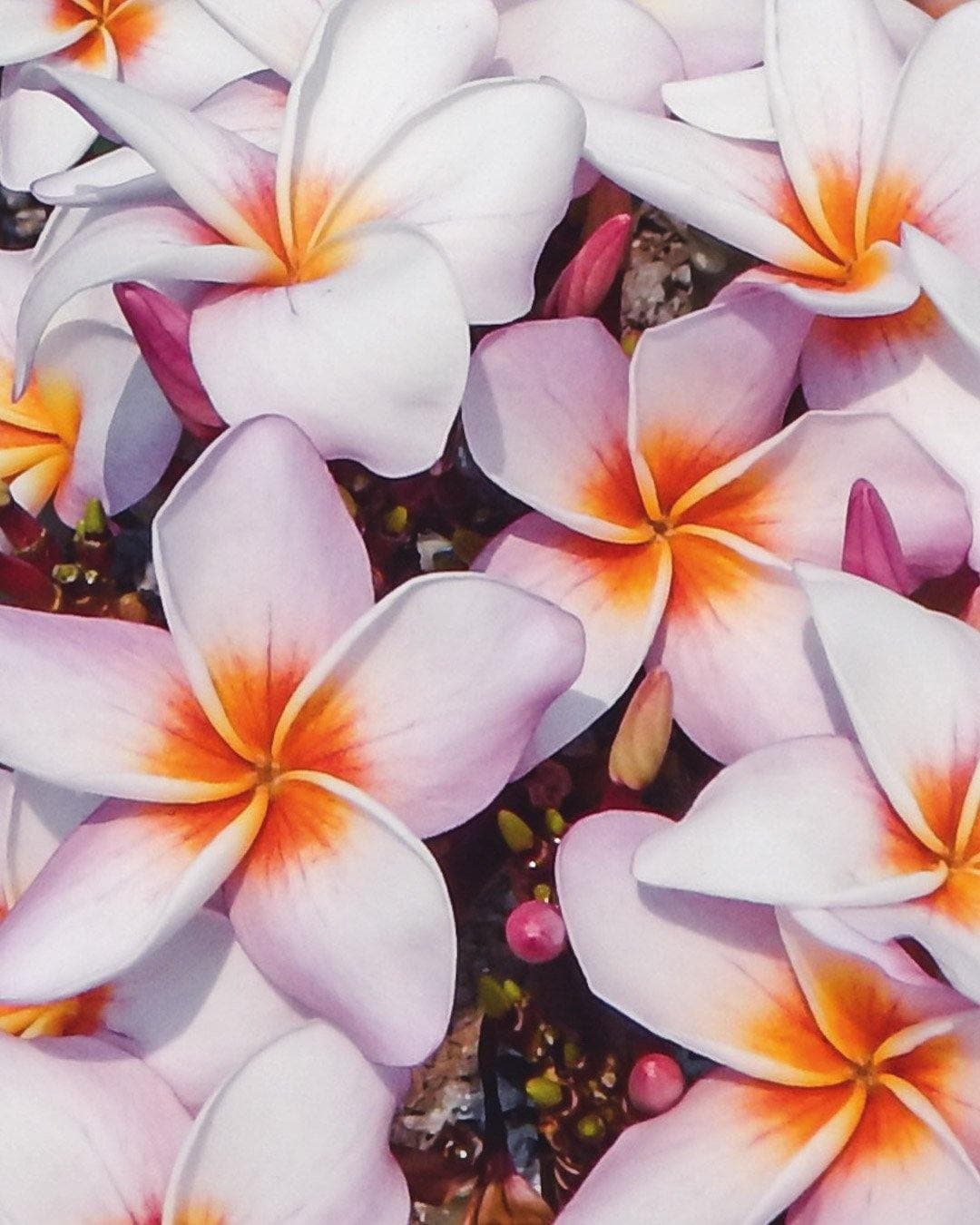 Plumeria "Halo" bianca-arancione-rosa (Frangipani, Pomelia)