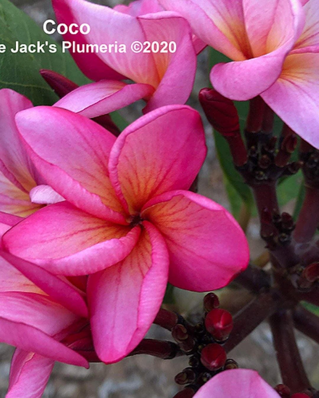 Plumeria "Coco" rosa (Frangipani, Pomelia)