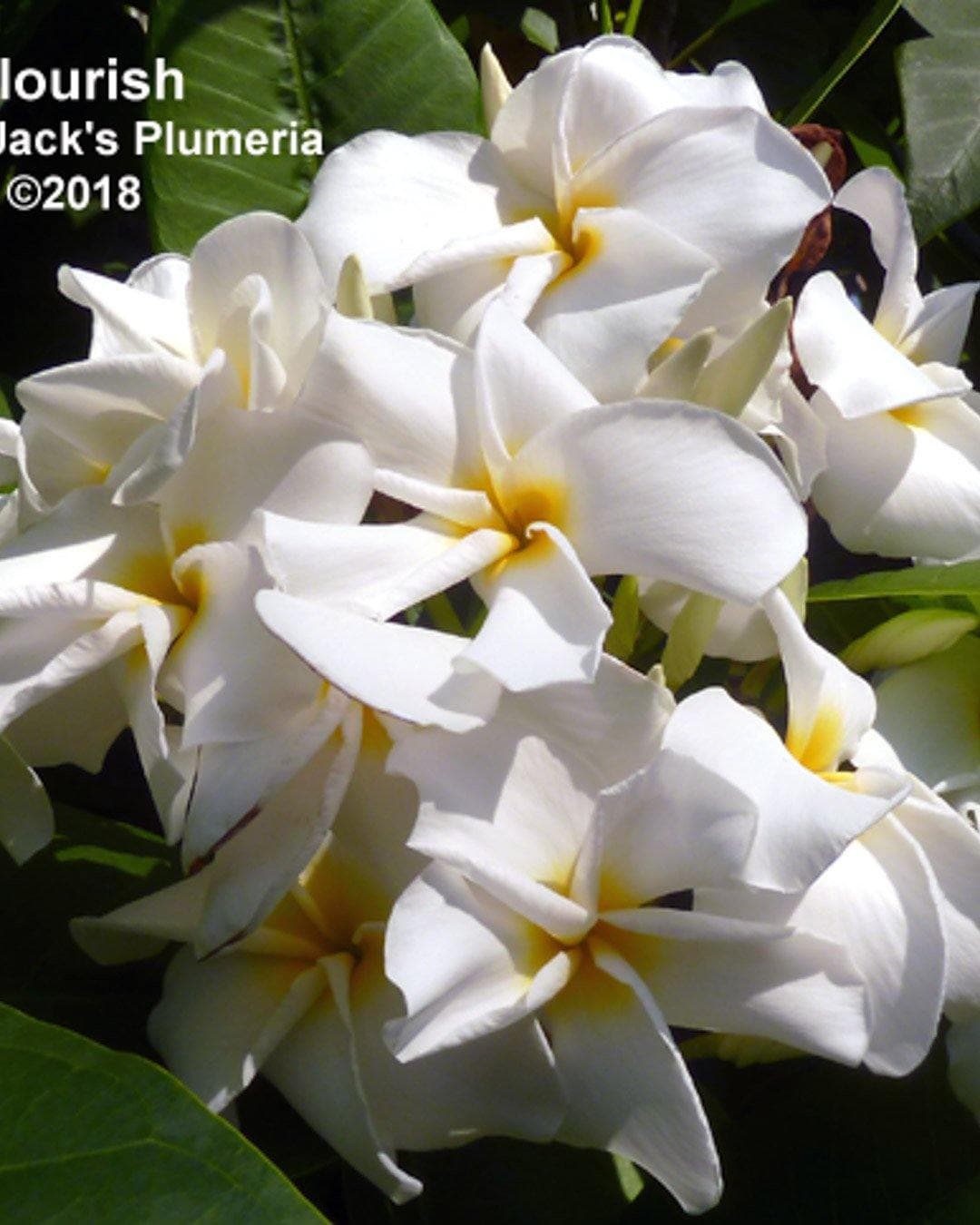 Plumeria "Flourish" bianca-gialla (Frangipani, Pomelia)
