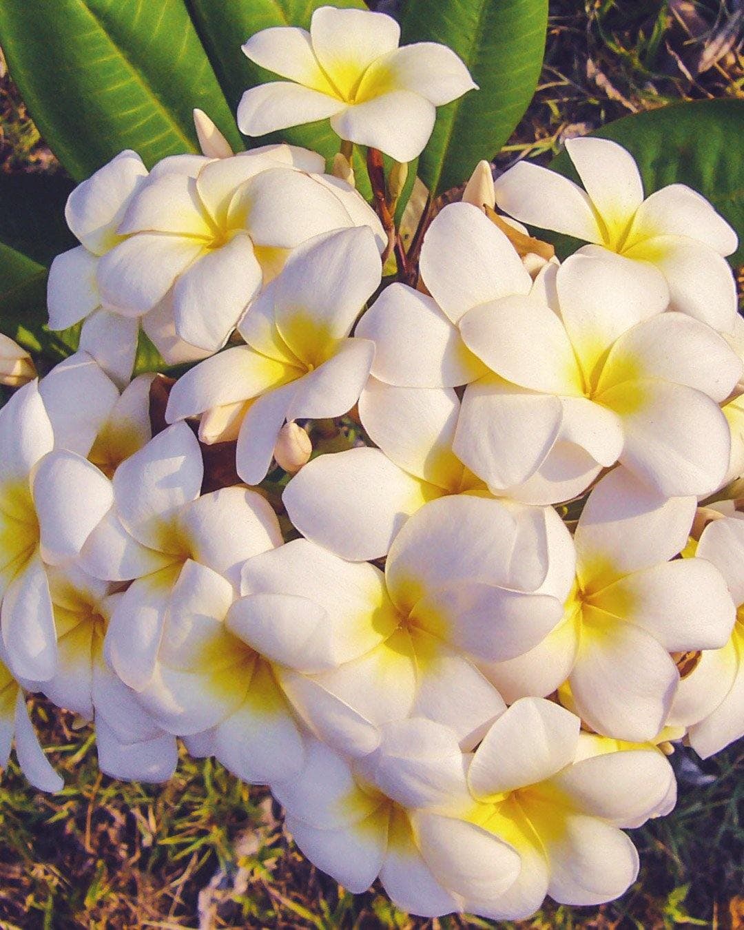 Plumeria "Heaven" bianca-gialla (Frangipani, Pomelia)