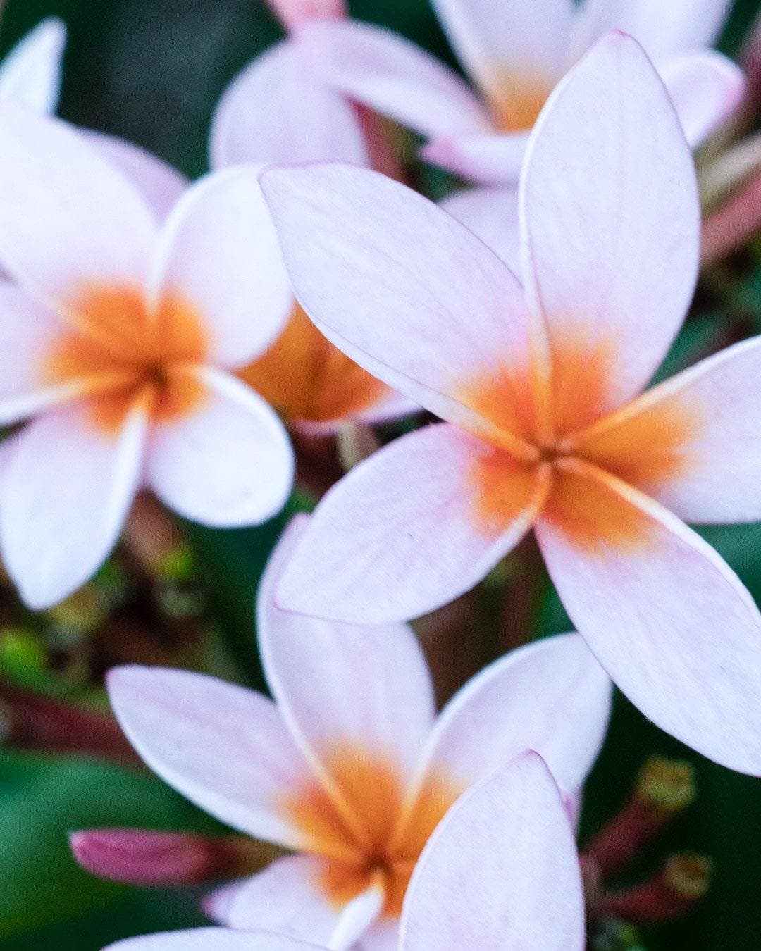 Plumeria "Gemini" rosa-gialla (Frangipani, Pomelia)