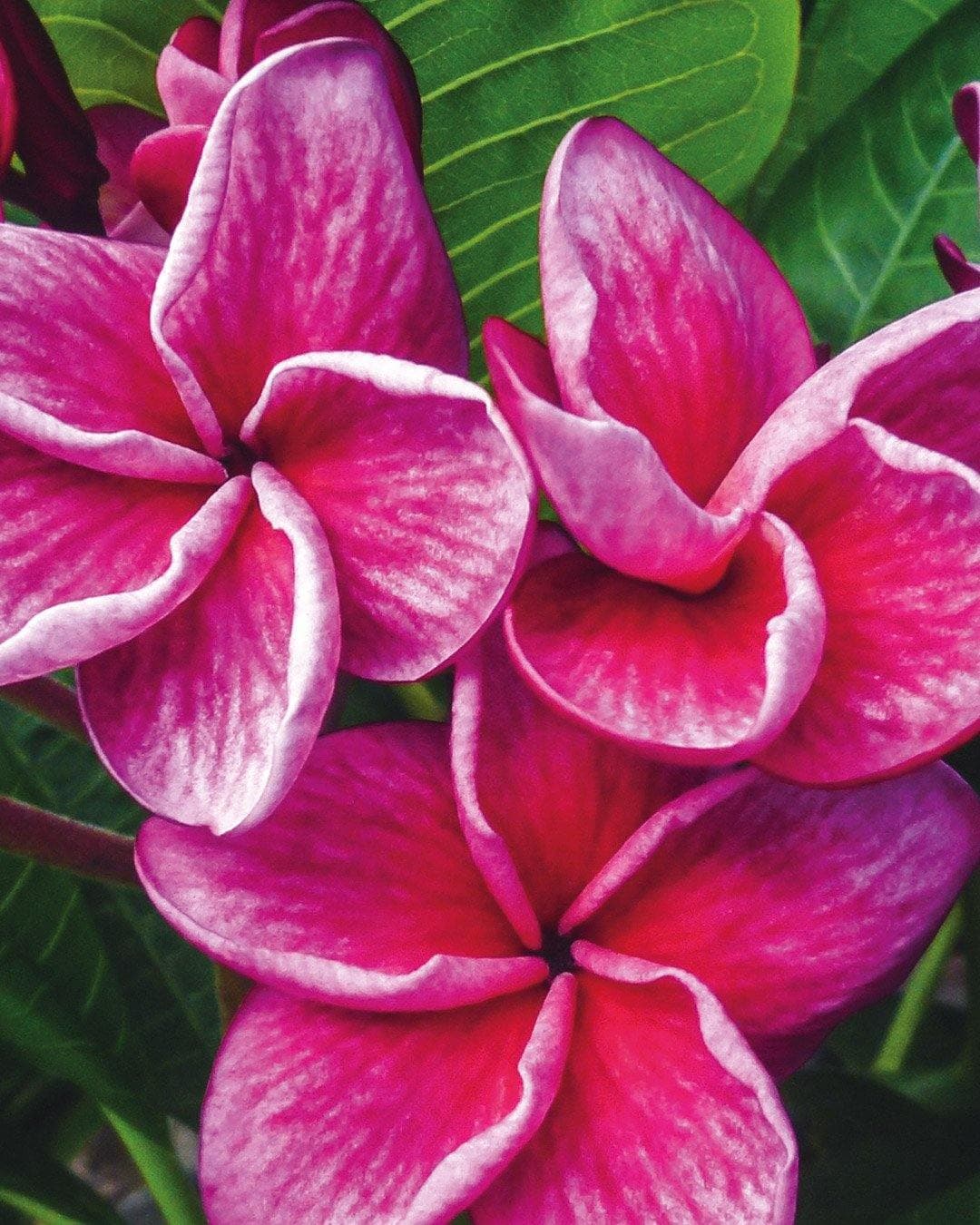 Plumeria "Malika" bianca-rosa (Frangipani, Pomelia)