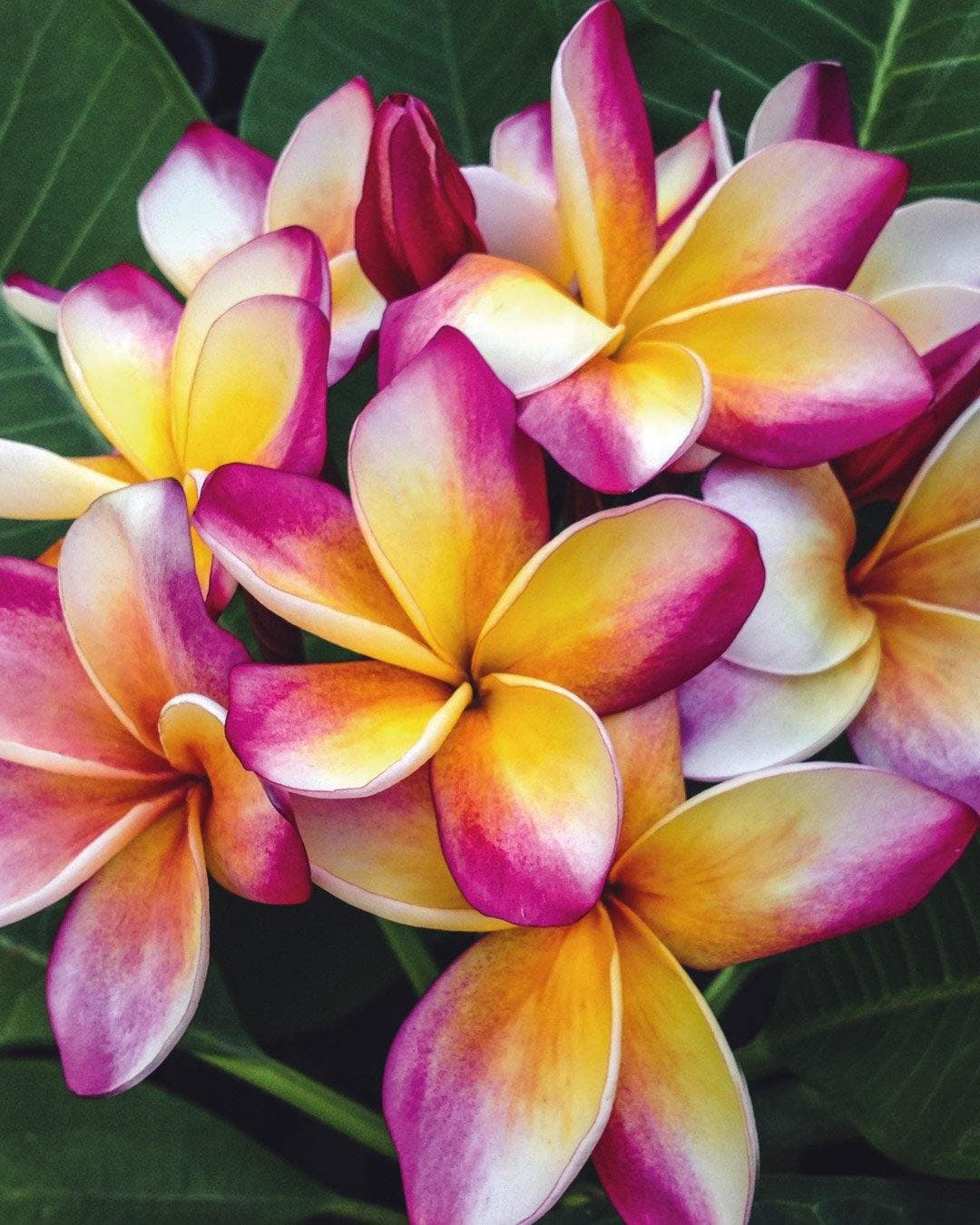 Plumeria "Marco Polo" viola-bianca-gialla (Frangipani, Pomelia)