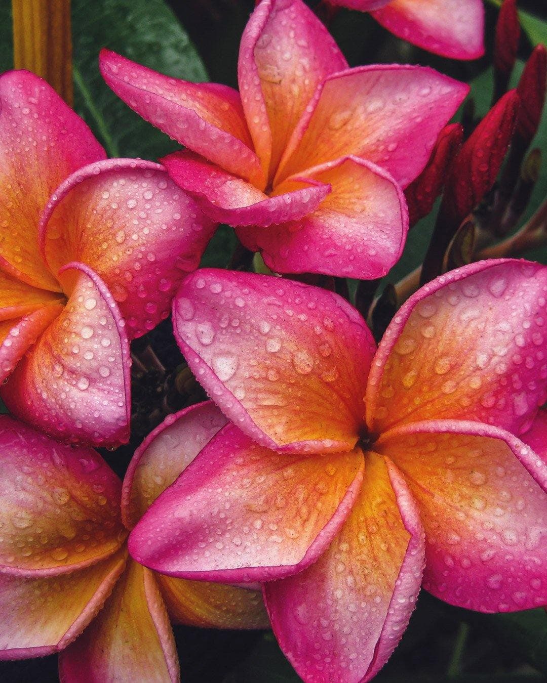 Plumeria "Milan" rosa-gialla (Frangipani, Pomelia)