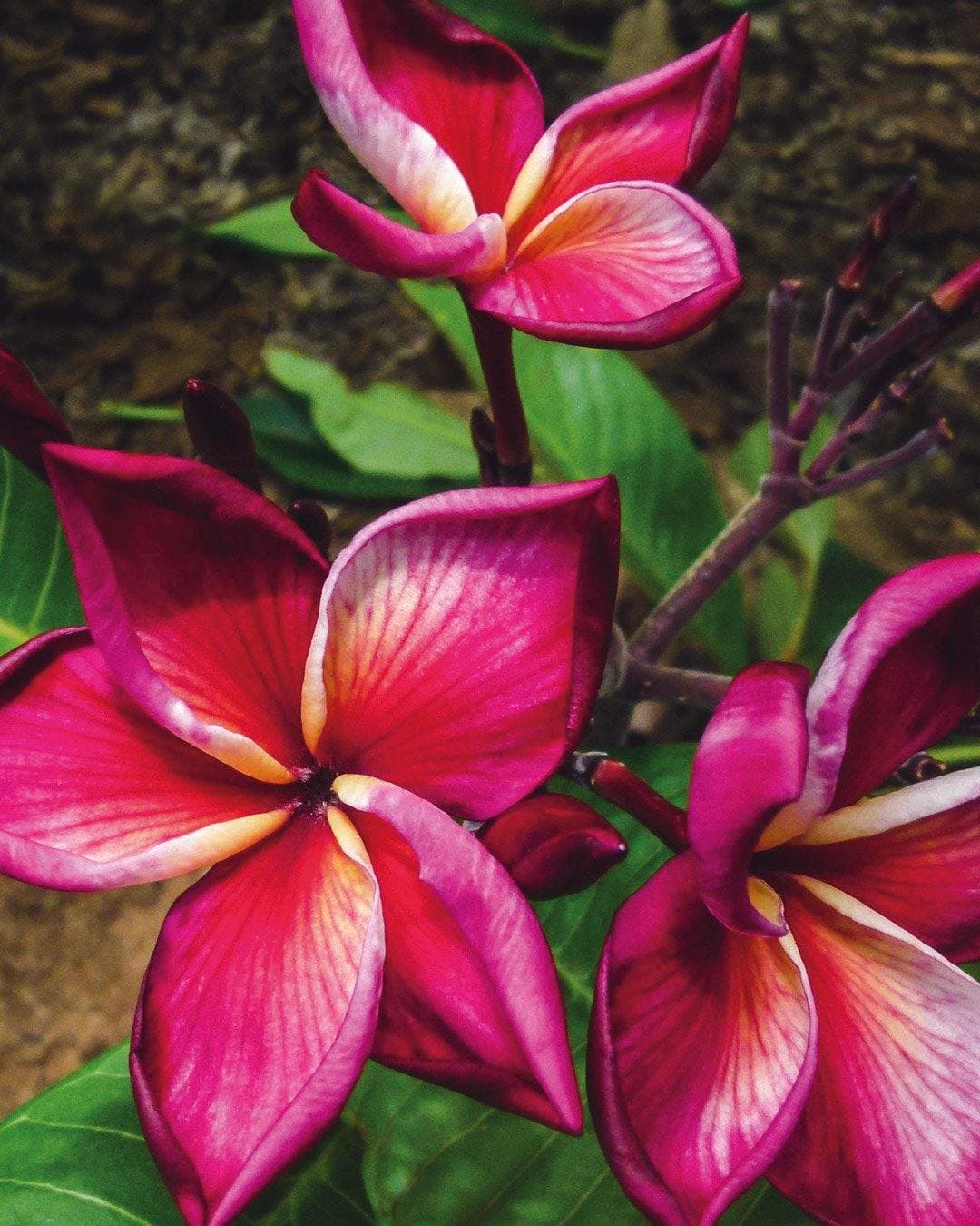 Plumeria "Plum Crazy" rosa-bianca (Frangipani, Pomelia)