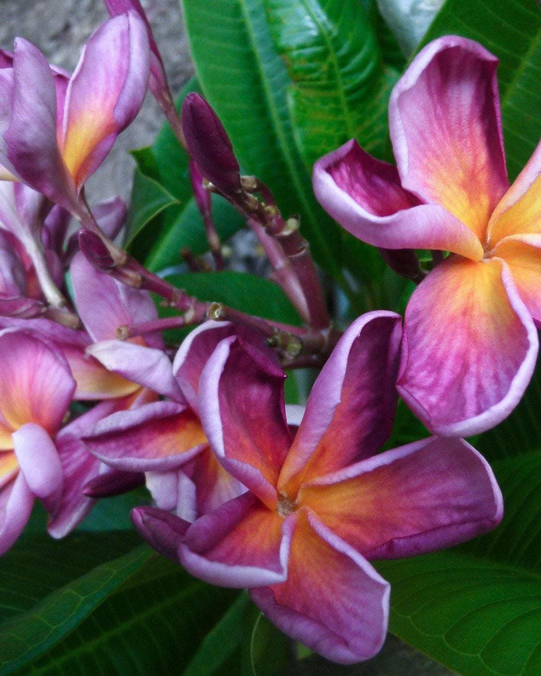 Plumeria "Spellbound" viola-gialla (Frangipani, Pomelia)