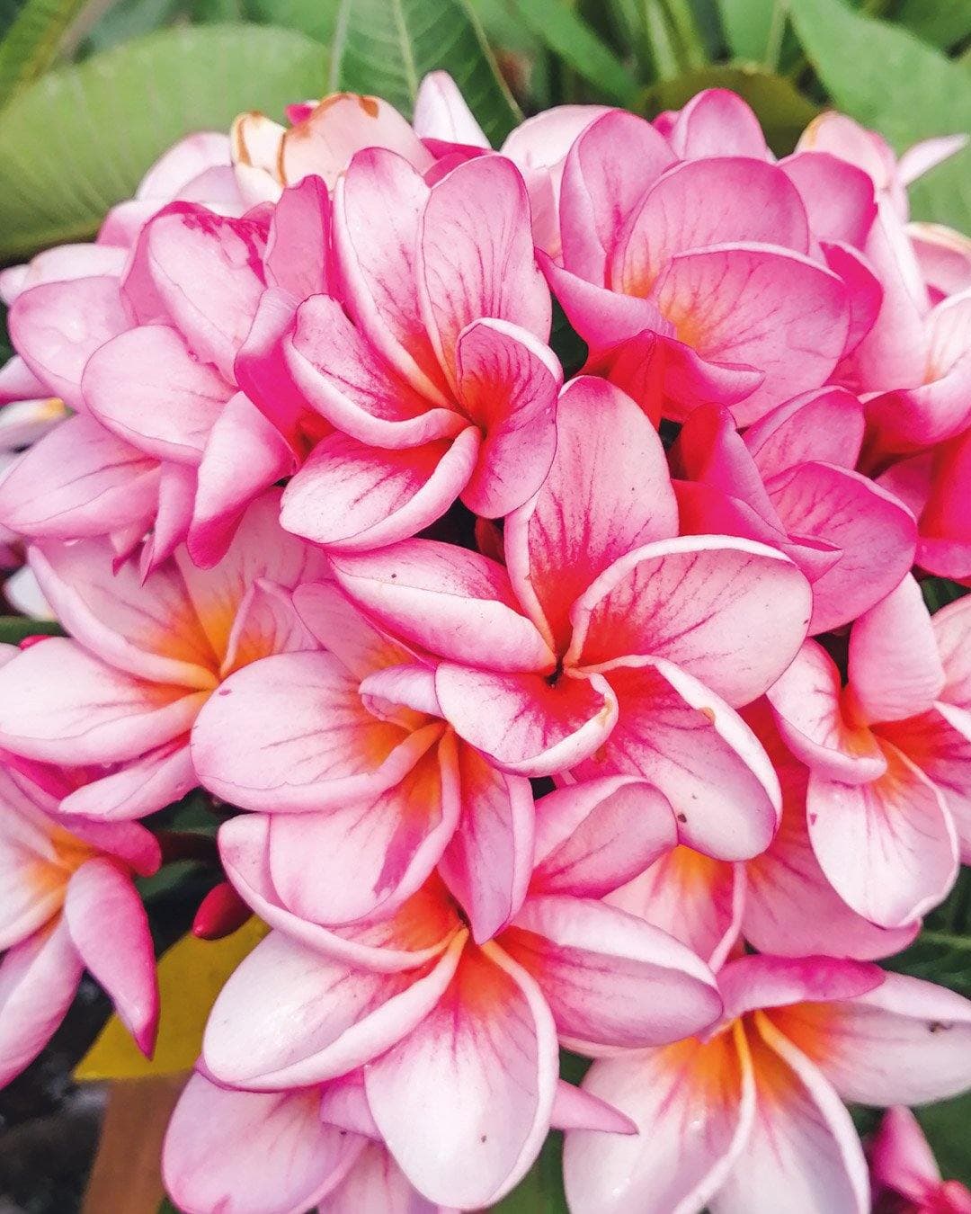 Plumeria "Shockwave" arancione-rosa (Frangipani, Pomelia)