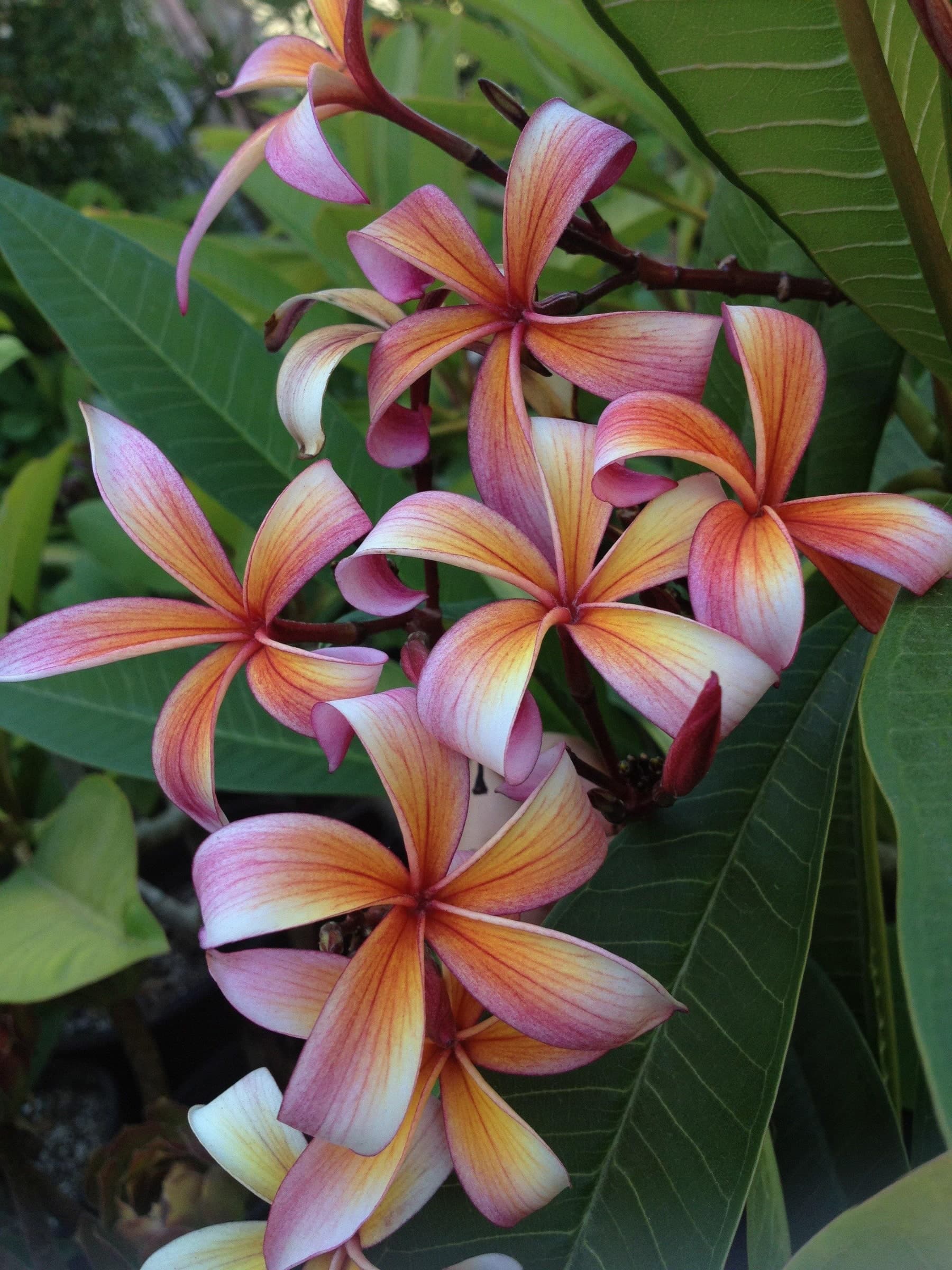 Plumeria "Shooting Star" rosa-arancione (Frangipani, Pomelia)