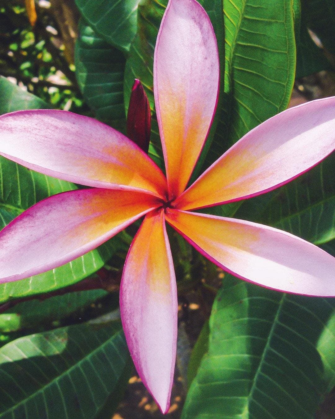 Plumeria "Sea Star" rosa-arancione (Frangipani, Pomelia)