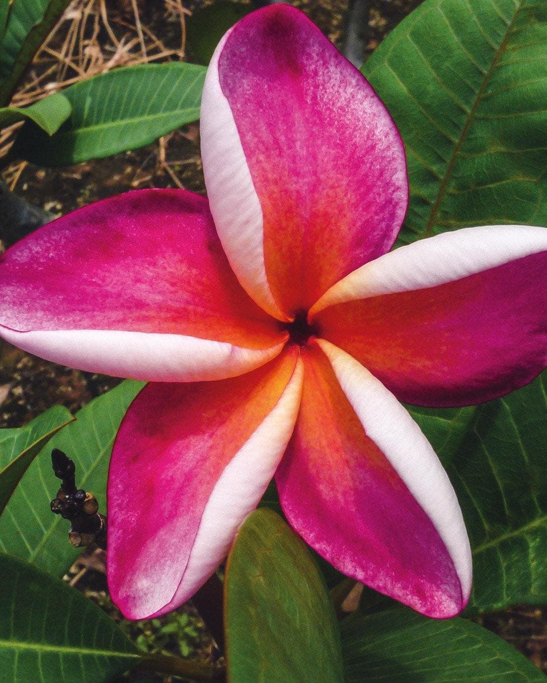 Plumeria "Serenade" arancione-rosa (Frangipani, Pomelia)