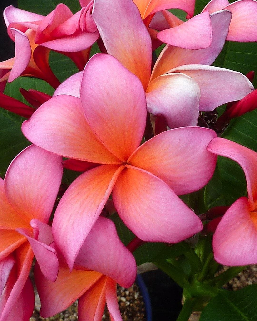 Plumeria "Tropic Glow" rosa-arancione (Frangipani, Pomelia)