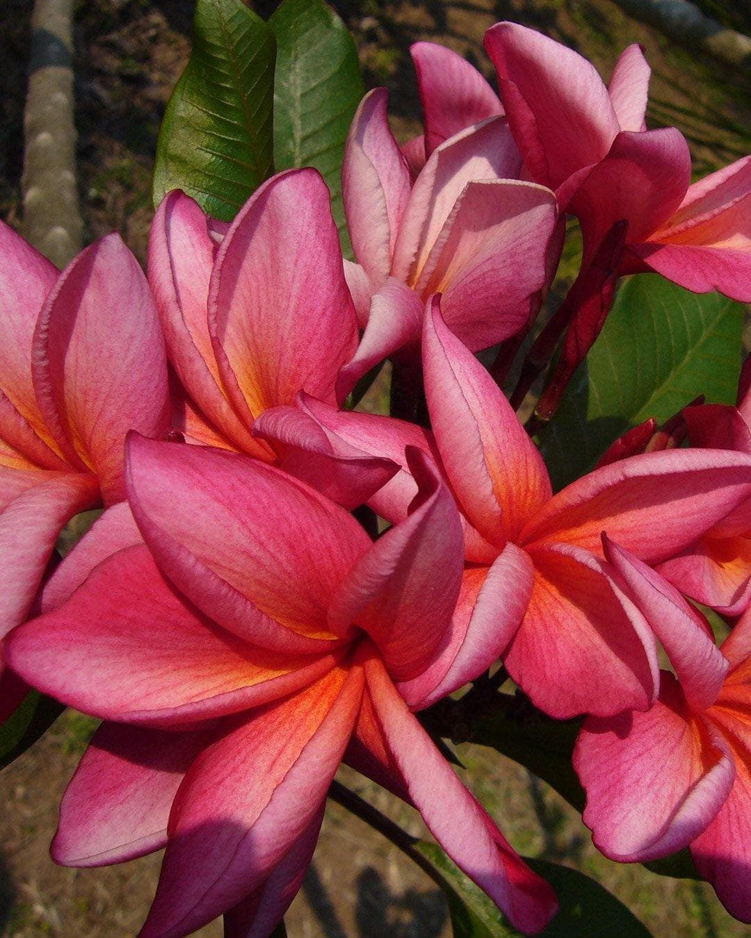 Plumeria "Tipsy" rosa (Frangipani, Pomelia)