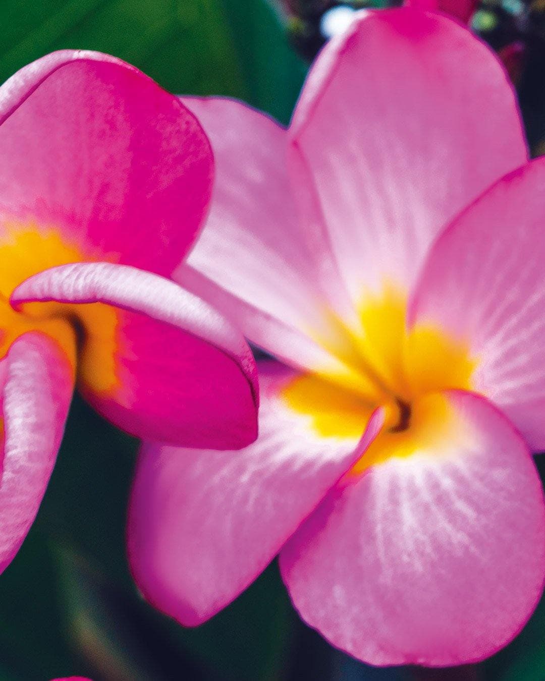 Plumeria "Vienna Rose" rosa-galla (Frangipani, Pomelia)