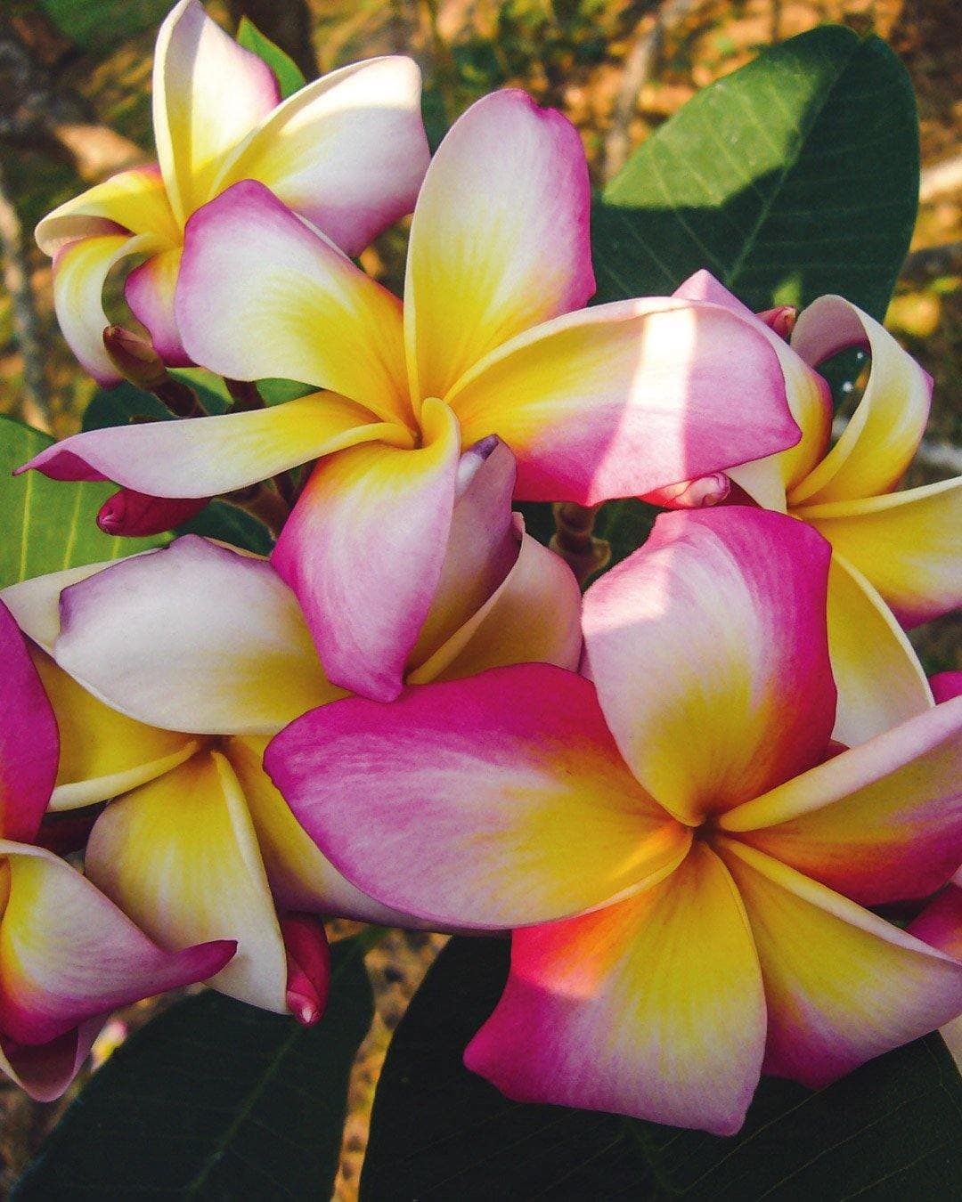 Plumeria "Vibrance" rosa-bianca-gialla (Frangipani, Pomelia)