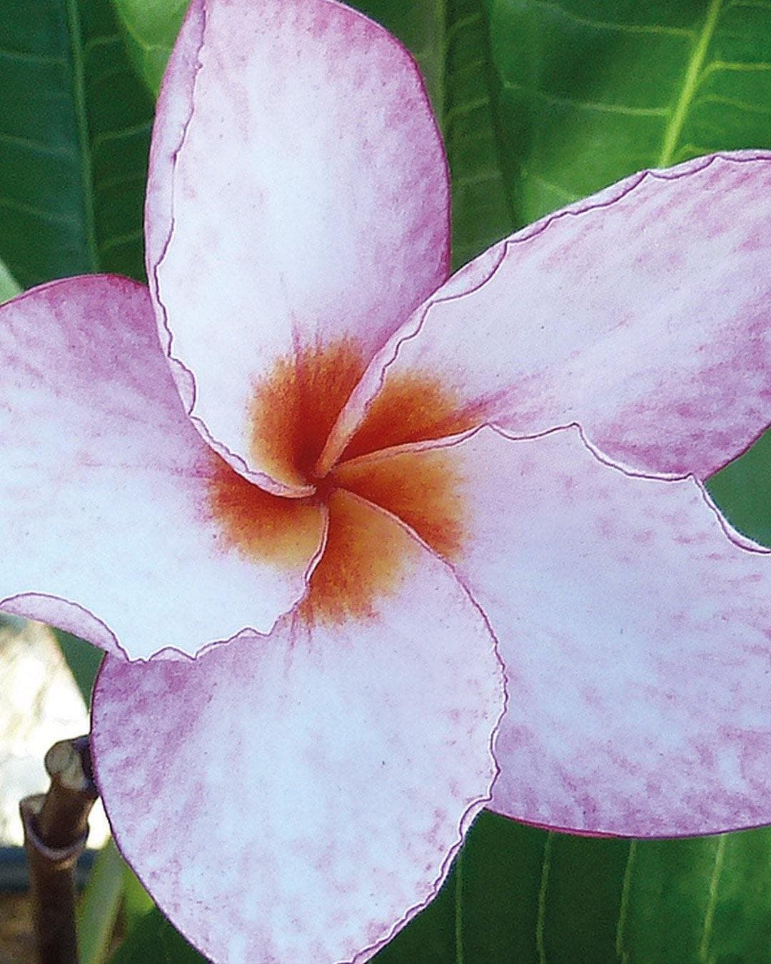 Plumeria "Venice" arancione-rosa-bianca (Frangipani, Pomelia)